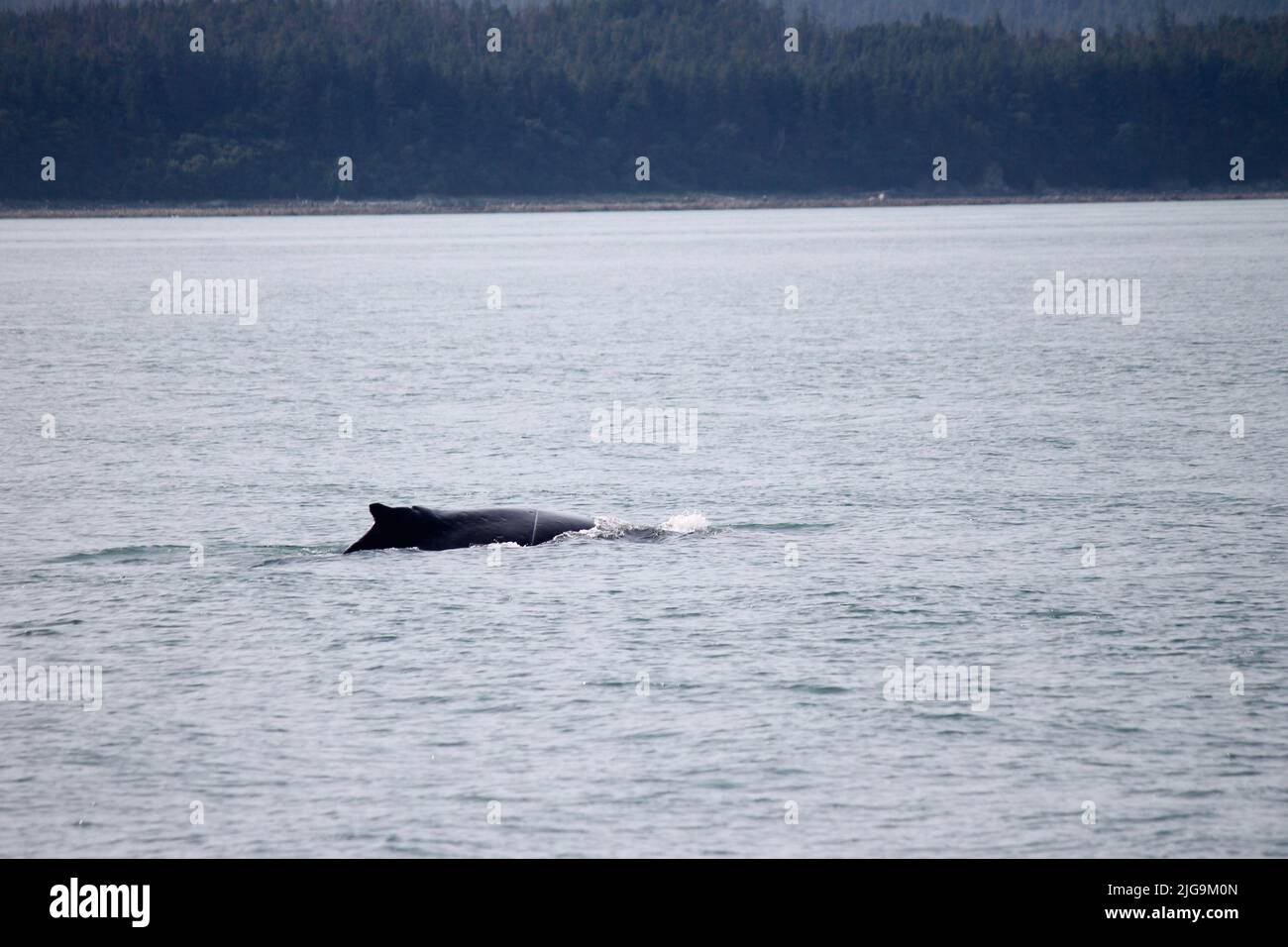 Buckelwale in Juneau, Alaska, USA Stockfoto