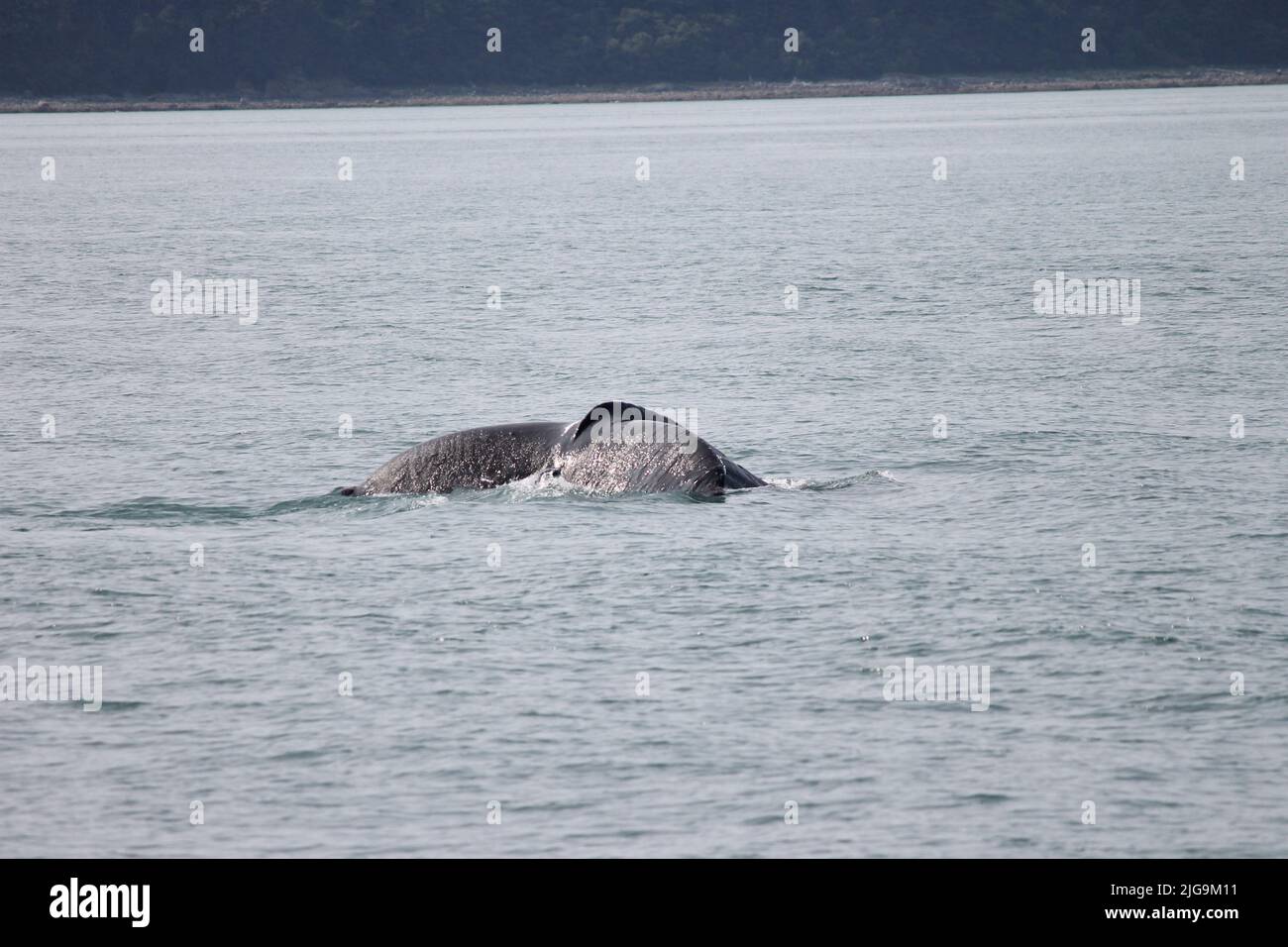 Buckelwale in Juneau, Alaska, USA Stockfoto