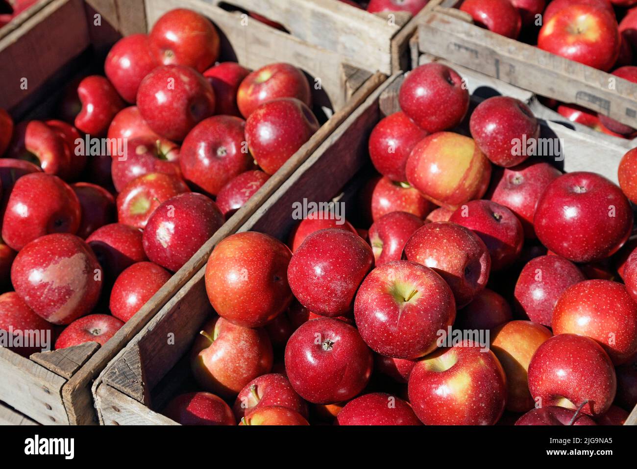 Geerntete Rome Beauty Äpfel in Holzkisten im Herbst Stockfoto