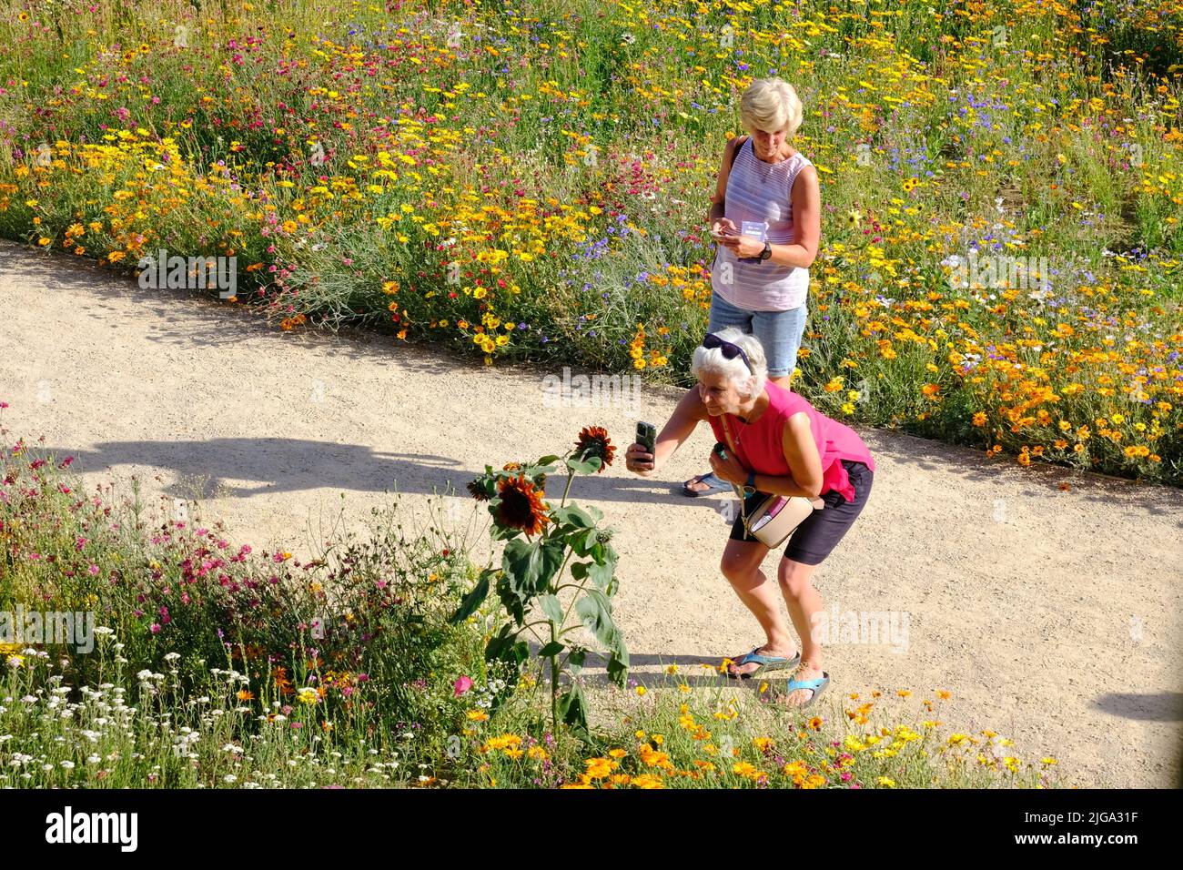 London, Großbritannien. 8.. Juli 2022. Die Besucher genießen die wunderschöne Blumenpracht „Superbloom“, da das kürzlich heiße und sonnige Wetter es den anfangs kämpfenden Pflanzen ermöglicht hat, im Graben des Tower of London zu gedeihen. Zur Feier des Platin-Jubiläums der Königin wurden über 20 Millionen Samen aus einer Vielzahl von blühenden Pflanzen gesät, um bestäubende Insekten zu fördern, wobei einige ausgewählt wurden, die von der Krone des Monarchen inspiriert wurden. Die Ausstellungen werden sich im Laufe der Monate entwickeln, wenn die Besucher erwarten können, im Sommer verschiedene Blumen zu sehen, die in Richtung Herbst gehen. Kredit: Elfte Stunde Fotografie/Alamy Live Neu Stockfoto