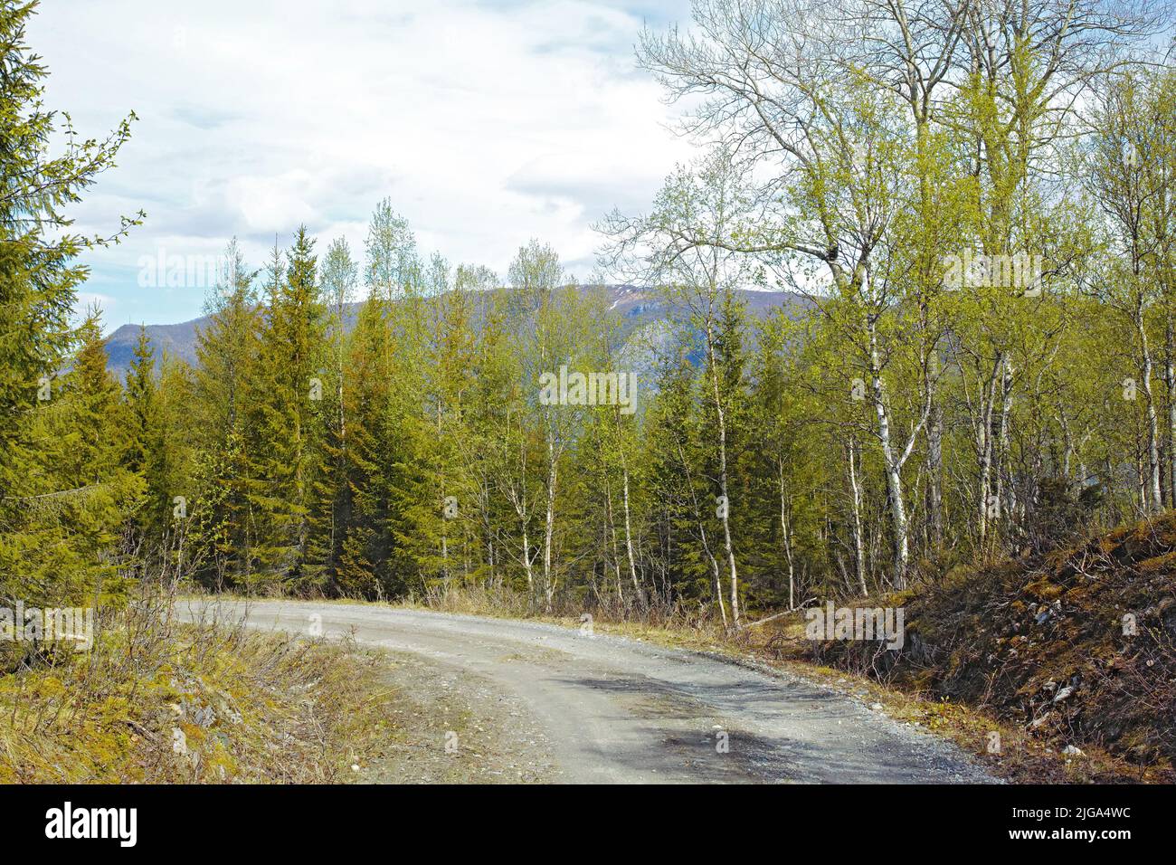 Blick auf eine Straße und grüne Vegetation, die zu einem abgelegenen Gebiet in Nordland führt. Große grüne Bäume umgeben eine leere Straße auf dem Land. Menschenleer Stockfoto