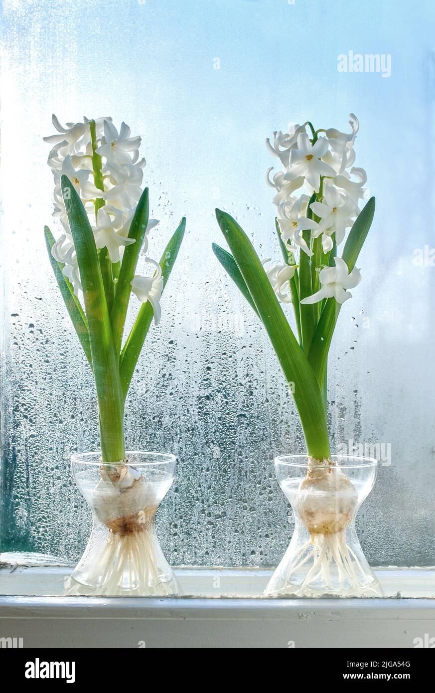 Nahaufnahme des Crocus, der im Süßwasser wächst, Pflanze auf einer Fensterbank. Zwei weiße Blumensträuße, die die Schönheit der Natur und das friedliche Ambiente noch weiter erhöhen Stockfoto