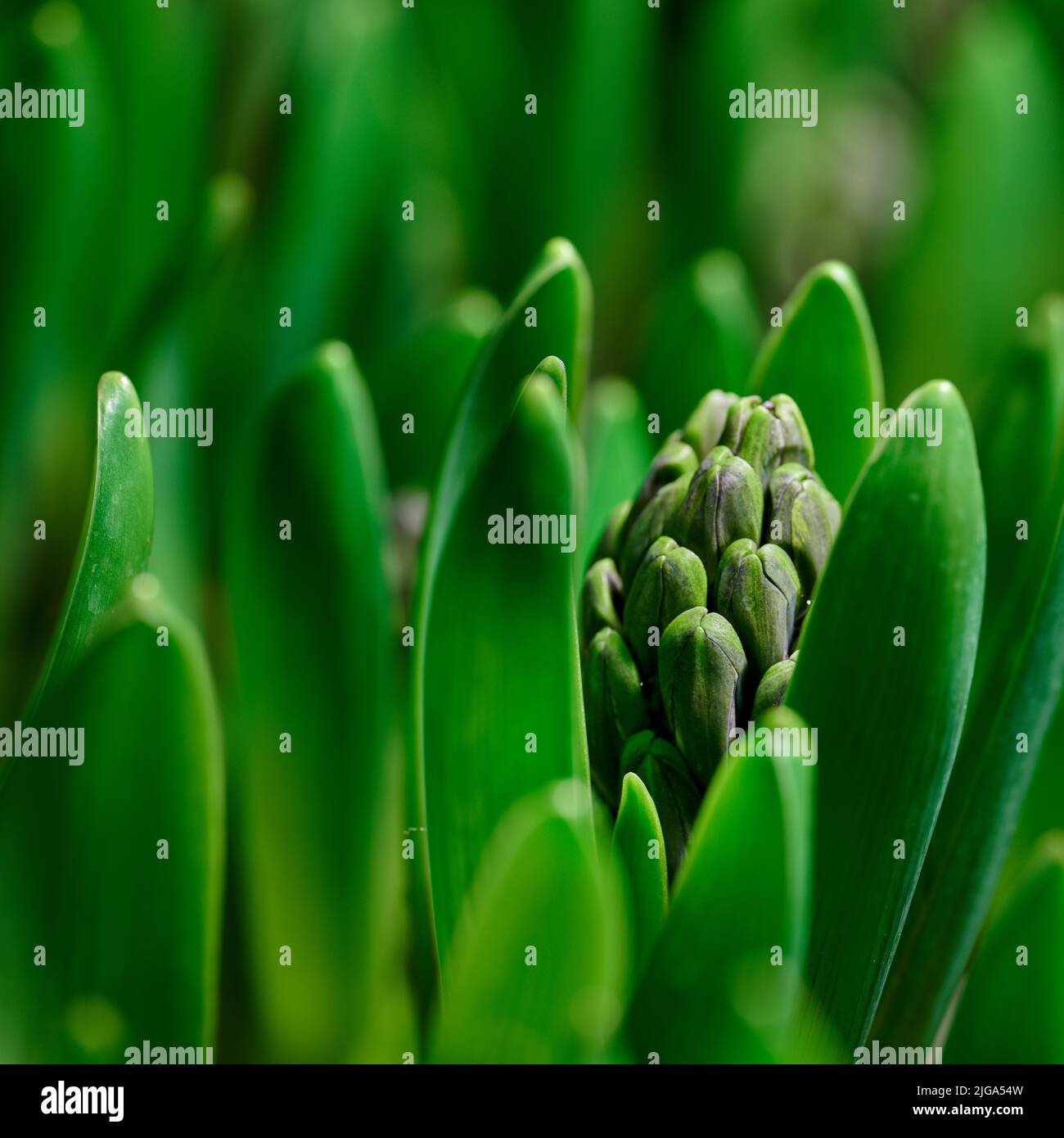 Nahaufnahme von grünen Krokus flavus Blumenzwiebeln, die in einem Garten sprießen. Kleine Sämlinge, die sich öffnen und zu Blättern mit Knospen wachsen, um leuchtende Blütenblätter zu produzieren Stockfoto