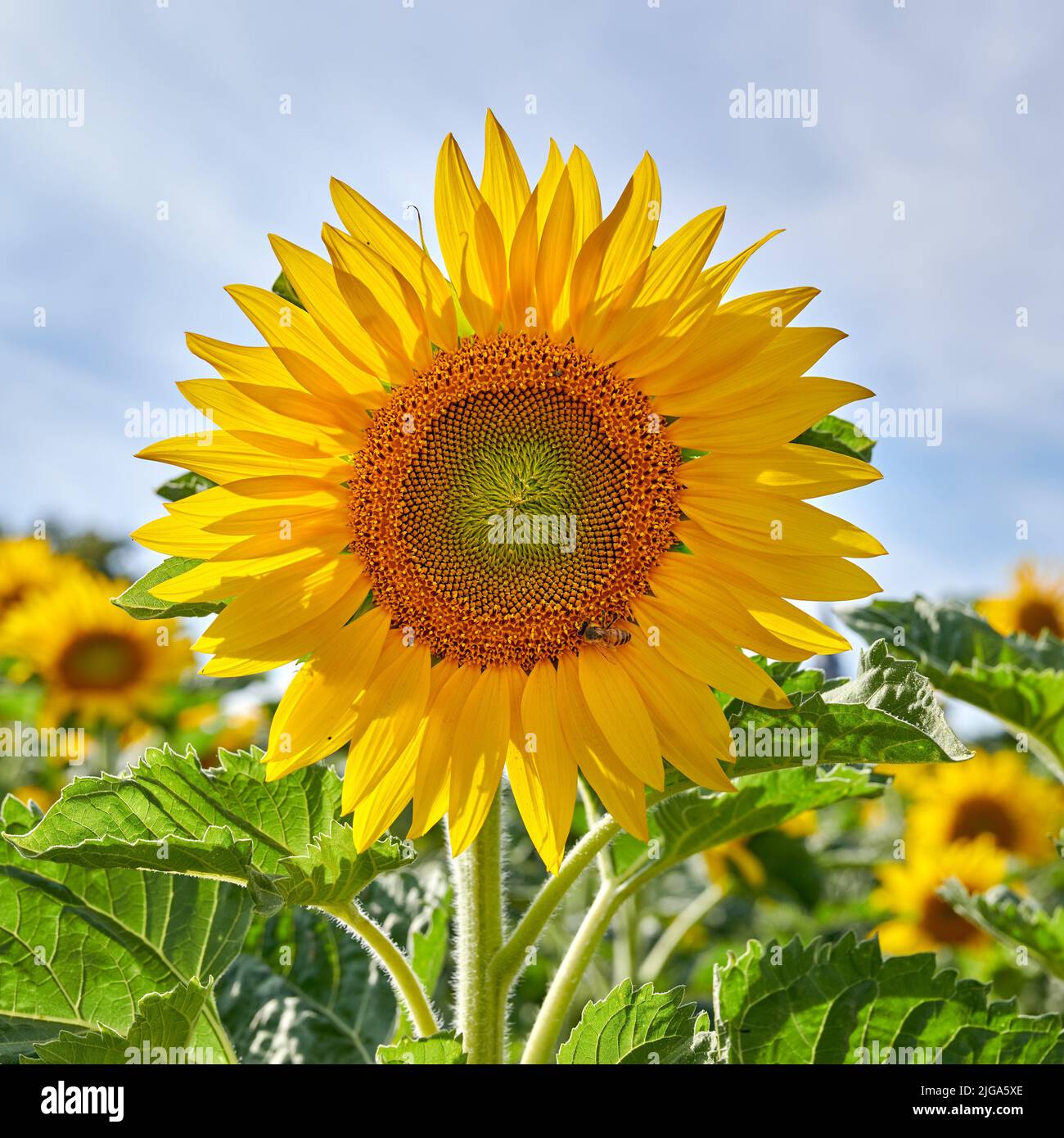 Riesige russische Sonnenblumen, die an einem hellen Tag in einem Feld oder botanischen Garten wachsen. Nahaufnahme von helianthus annuus mit leuchtend gelben Blütenblättern, die einblühen Stockfoto