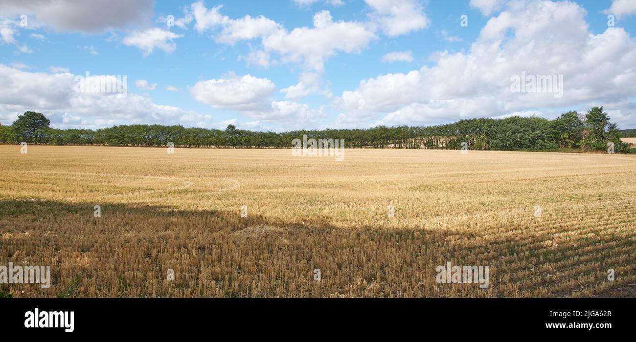 Copyspace mit Weizen wächst auf einem ländlichen Bauernhof für die Ernte auf dem Land mit bewölktem Himmel Hintergrund. Landschaftlich reizvolle Landschaft mit reifenden Roggen und Getreide Stockfoto