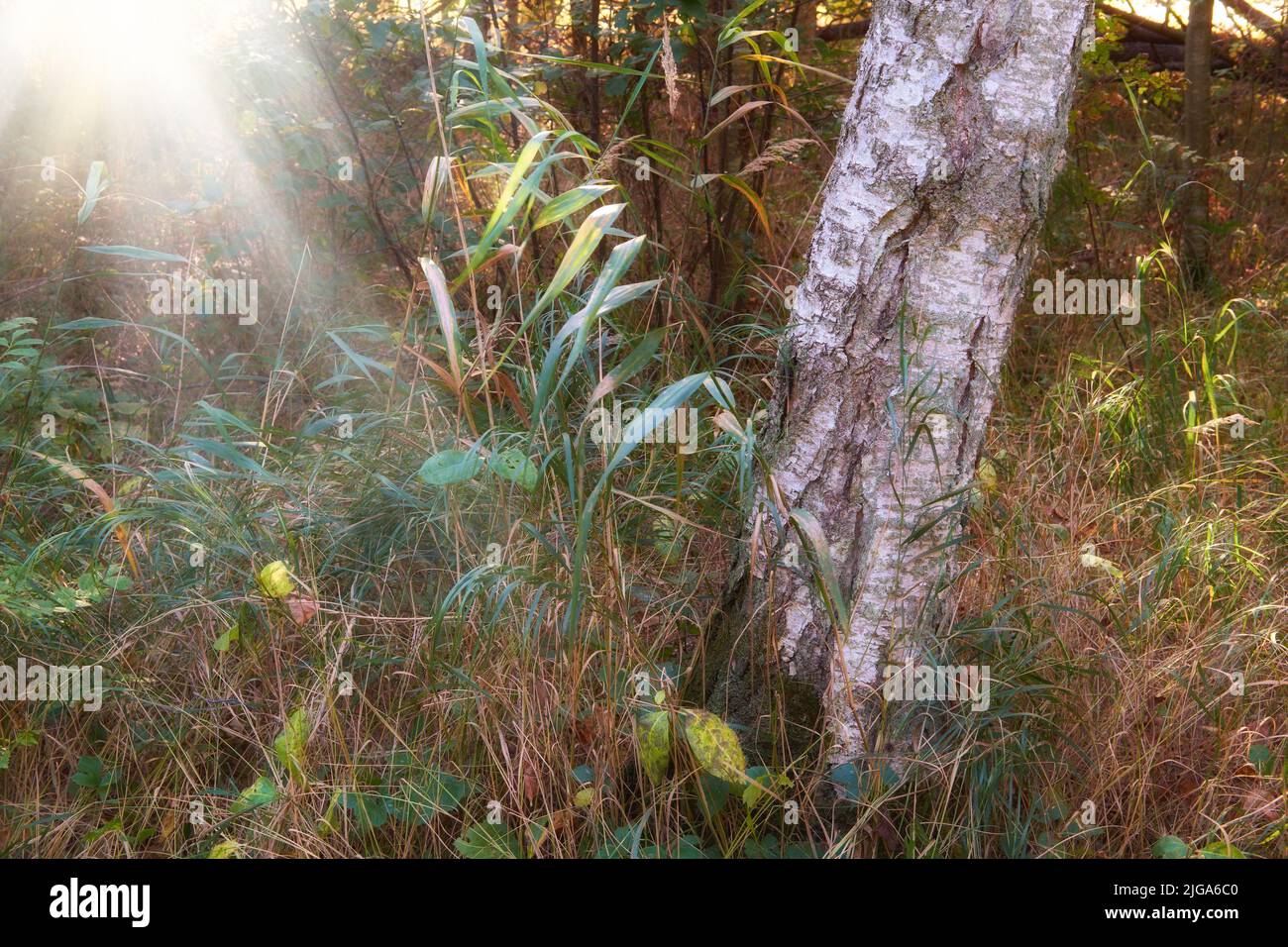 Malerische Aussicht auf einen Eukalyptus-Kaugummibaum und Unkraut, das in ruhigen Wäldern im Sonnenlicht in Norwegen wächst. Grüner immergrüner Wald in abgelegener wilder Landschaft Stockfoto