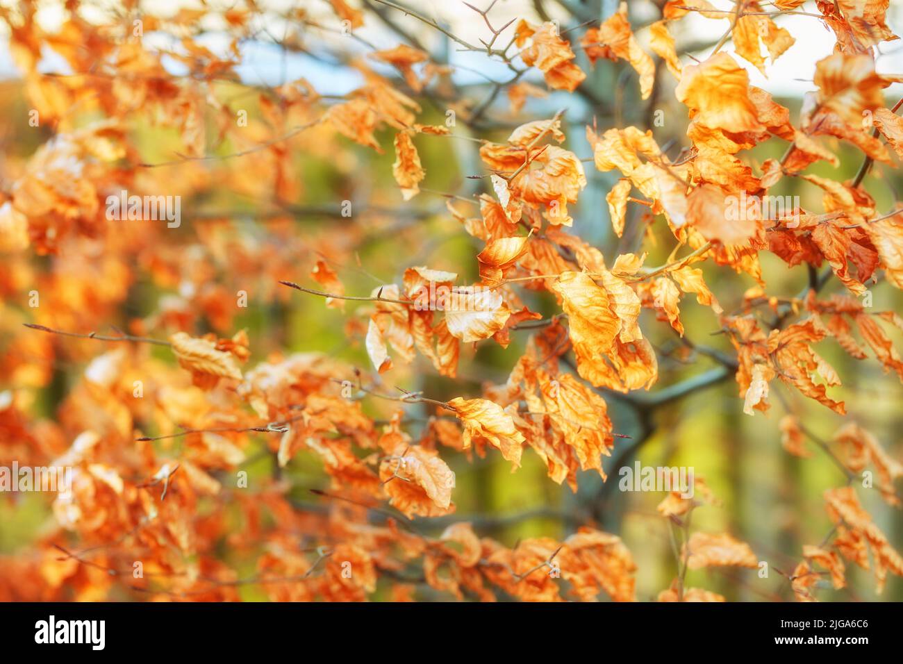 Nahaufnahme der Blätter der orangefarbenen Herbstbuche mit Bokeh-Hintergrund in einem abgelegenen Wald oder einer Landschaft in Norwegen. Hölzer mit trockenem, strukturfarbenem Laub Stockfoto