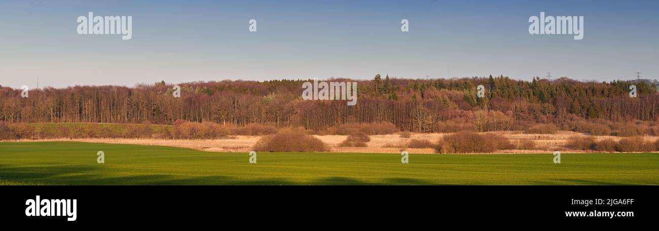 Landschaft von Waldbäumen, die auf einer ruhigen Wiese oder auf einer abgelegenen Landschaft in Schweden wachsen. Blick auf Nadelwälder in ländlicher Umgebung, ökologische Natur Stockfoto