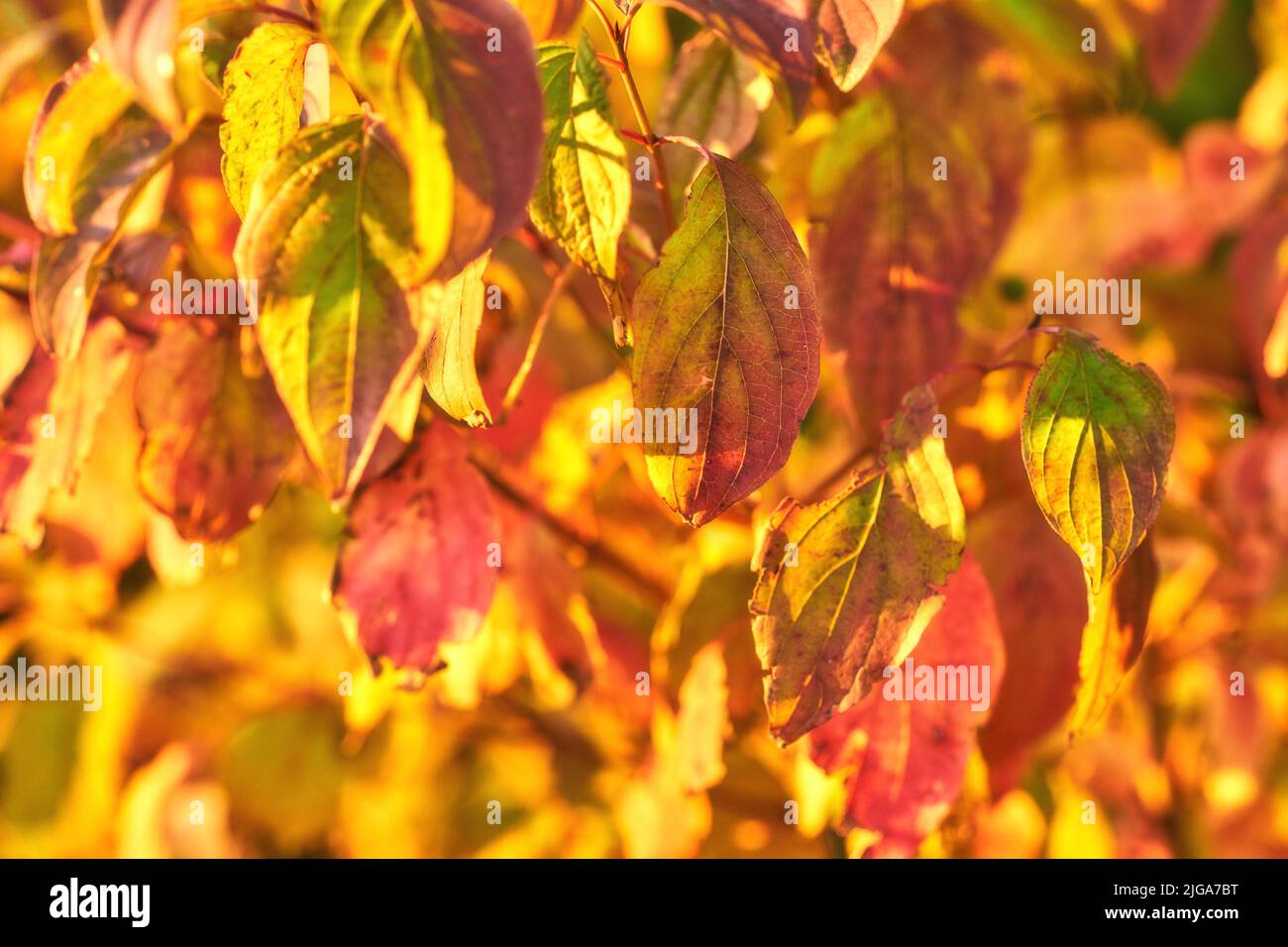 Nahaufnahme von bunten Herbstblättern, die in der Saison auf Ästen wachsen und Platz für Kopien bieten. Grüne, gelbe und braune Wildpflanzen wachsen auf Stängeln in einem Stockfoto