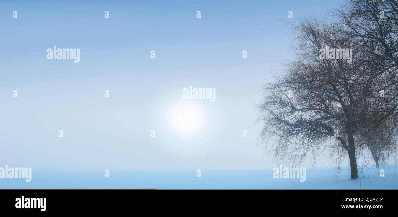 Landschaftsansicht von Schneefeldern, Kopierraum und trockener Baum an einem kalten Wintertag in Neuseeland. Sonne scheint über Himmel und Gletschereis an einem Morgen mit Stockfoto