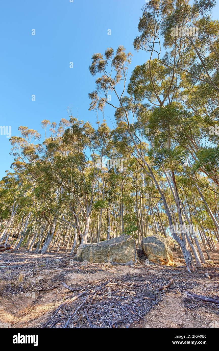 Alte große Bäume im Wald mit getrockneten Stängeln auf dem Boden im Table Mountain National Park in Kapstadt, Südafrika an einem sonnigen Tag. Malerischer Wald Stockfoto