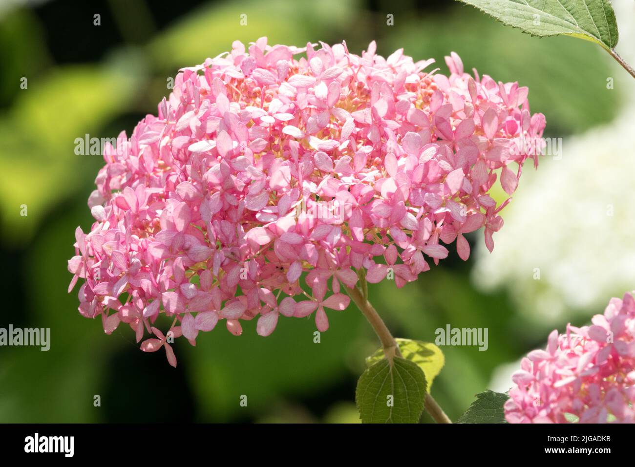 Rosa, Blütenkopf, Hydrangea 'Pink Annabelle', Hydrangea arborescens, Hortensia, Garten, Blume, Kopf, MOPHEAD Hortensien, Blüten Stockfoto