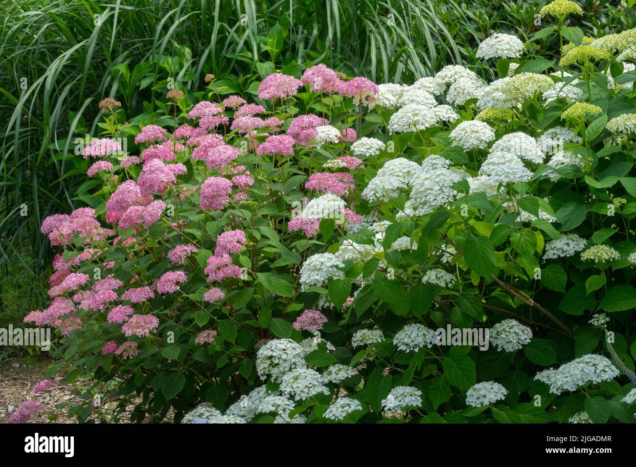 Hortensia arborescens, Hortensia Pink Annabelle, Garten, Blumen, Miscanthus, Weiß, Rosa, Blühend, Hortensia, Annabelle Stockfoto