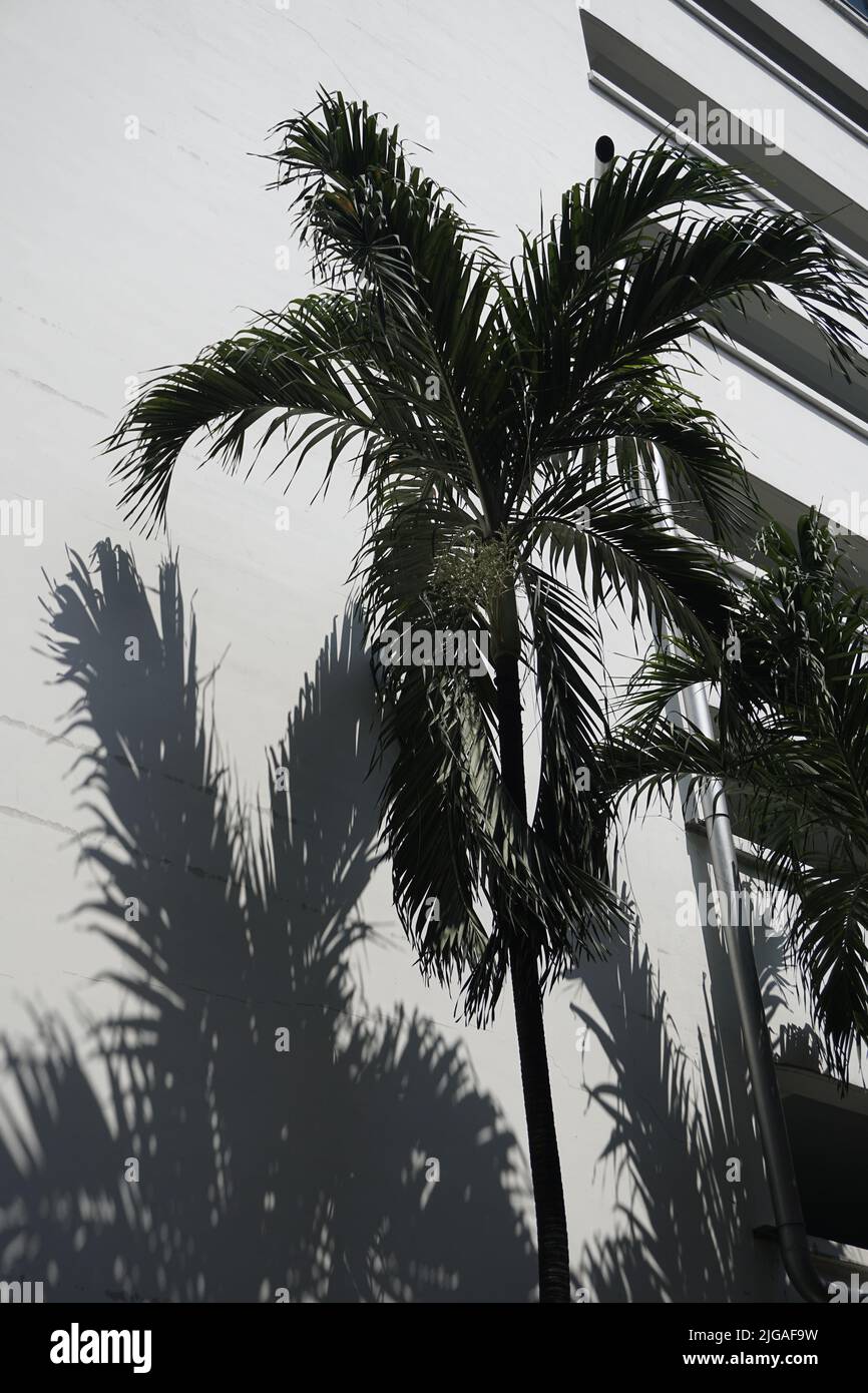 Palmen und Schatten Stockfoto