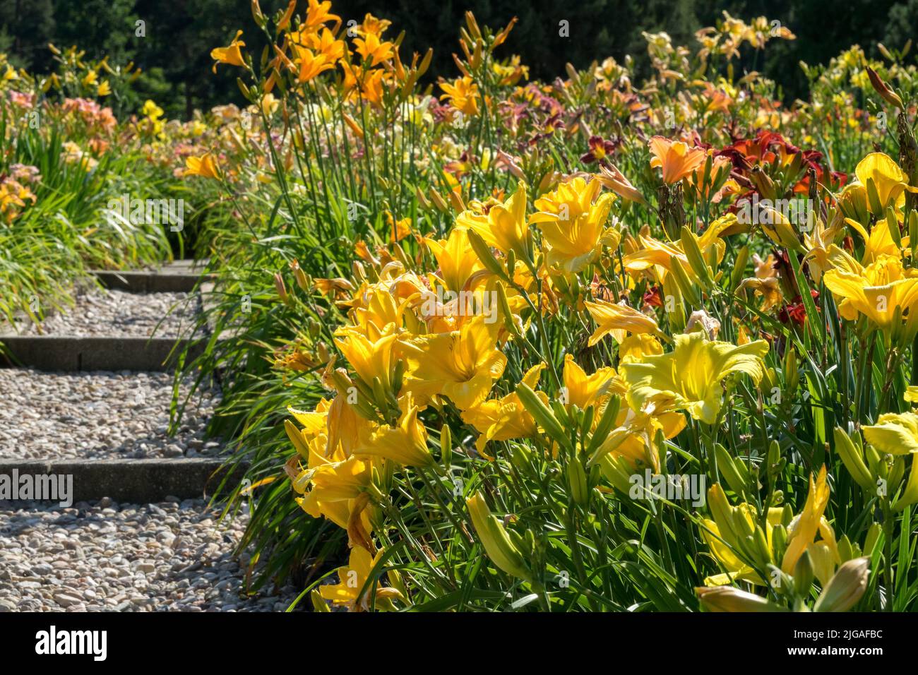Farbenfrohe Tageslilien entlang des Kieswegs in der Gartenkombination Stockfoto