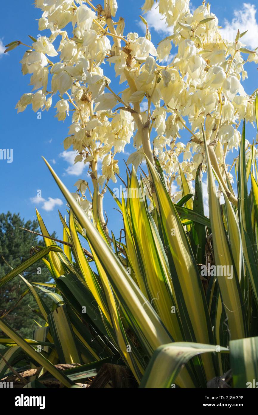 Yucca Pflanzenblume, Yucca filamentosa 'Golden Sword' bunte Blätter und weiße Blüte im Hintergrund, Himmel Löffelblatt Yucca Stockfoto