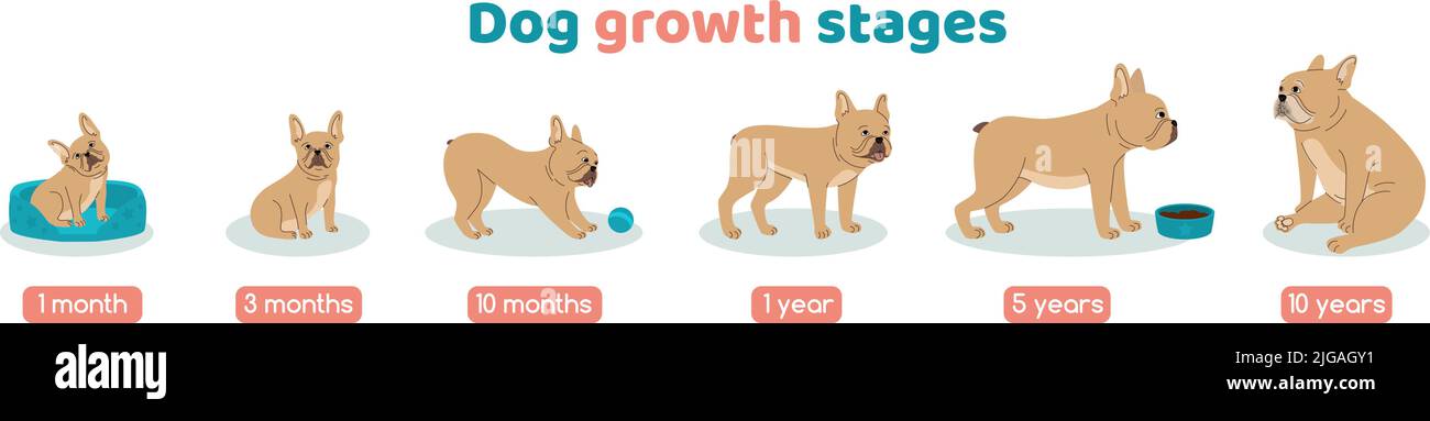 Hunde-Wachstumsstufen mit Alter Symbole flach isoliert Vektor-Illustration gesetzt Stock Vektor