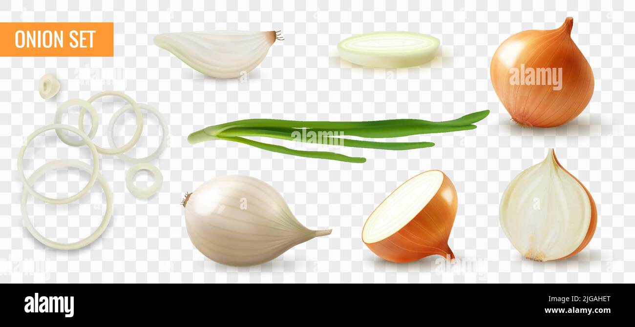 Realistische Reihe von geschälten und ungeschälten gelben Zwiebelbirnen Scheiben Ringe Sprossen isoliert vor transparentem Hintergrund Vektor-Illustration Stock Vektor