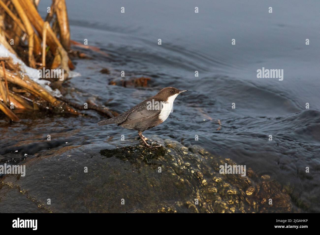 Weißer-throated Schöpflöffel Stockfoto