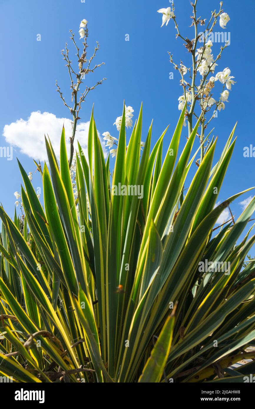 Adams Nadel, Yucca 'Bright Edge', Sukkulent, Yucca filamentosa Blume, Garten, Anlage Stockfoto