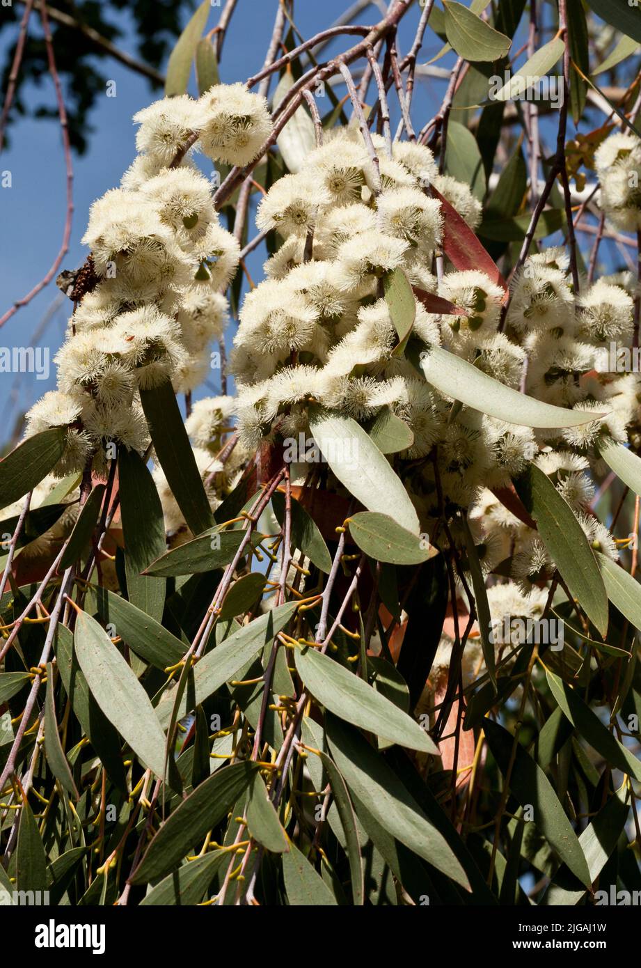 Weiße Blüten des Eukalyptusbaums Stockfoto