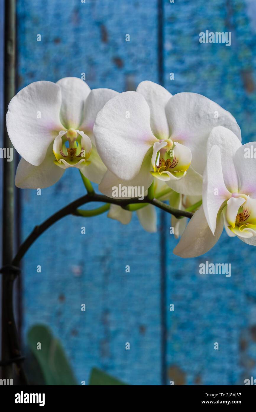 Drei weiße Orchideenblüten in der Blüte schließen noch isoliert auf einem blauen Hintergrund Stockfoto