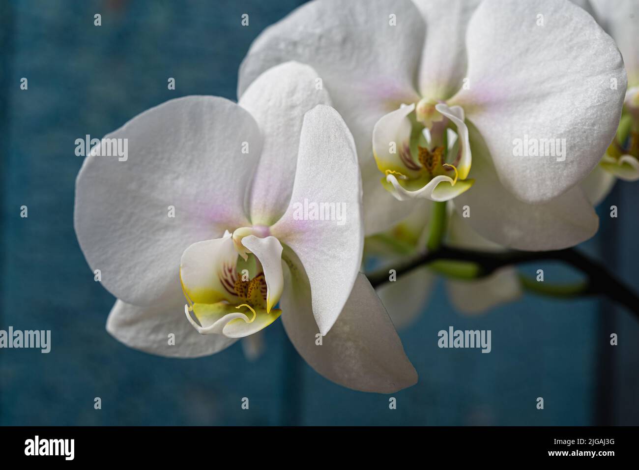 Drei weiße Orchideenblüten in der Blüte schließen noch isoliert auf einem blauen Hintergrund Stockfoto