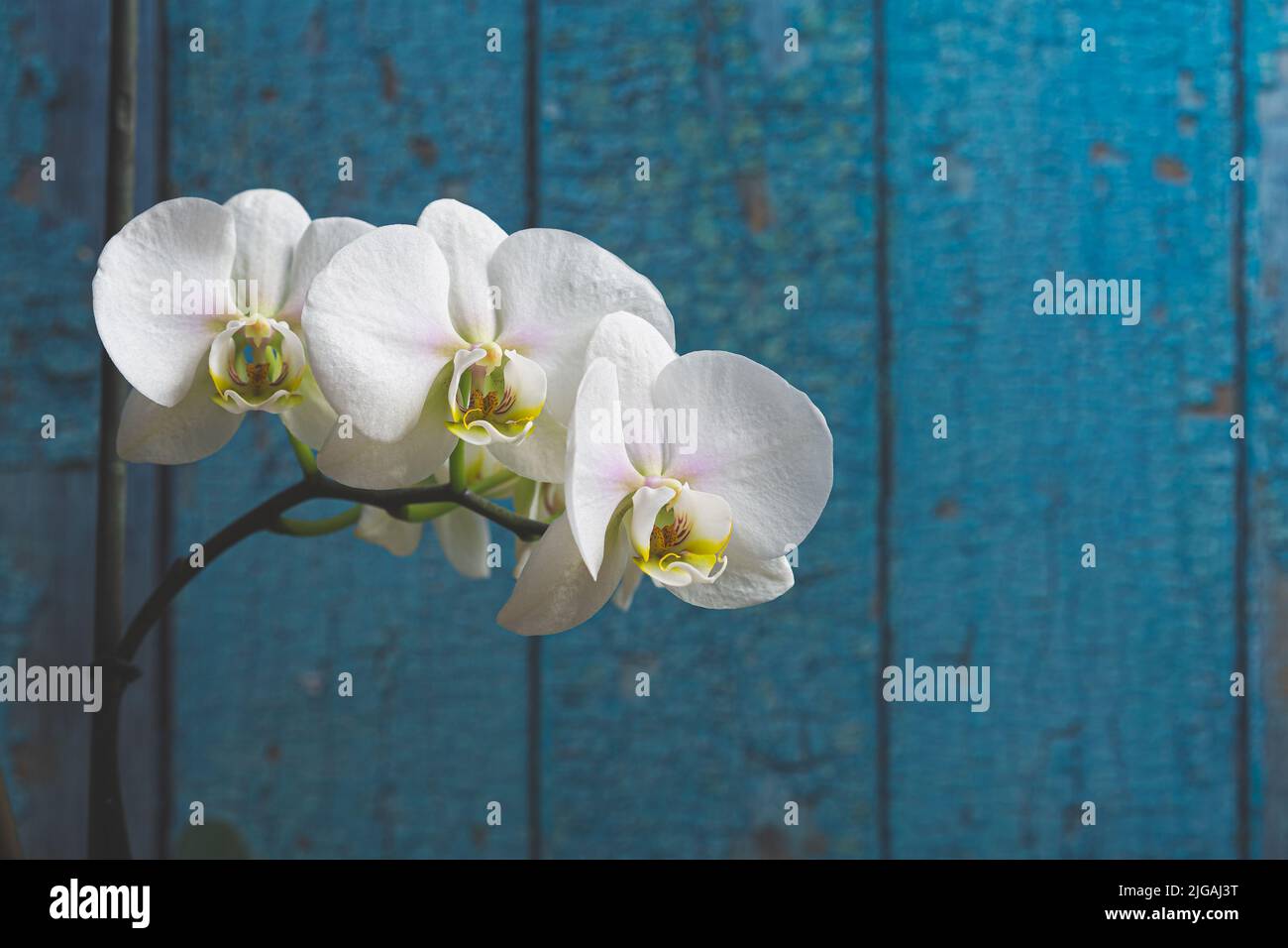 Drei weiße Orchideenblüten in der Blüte schließen noch isoliert auf einem blauen Hintergrund Stockfoto