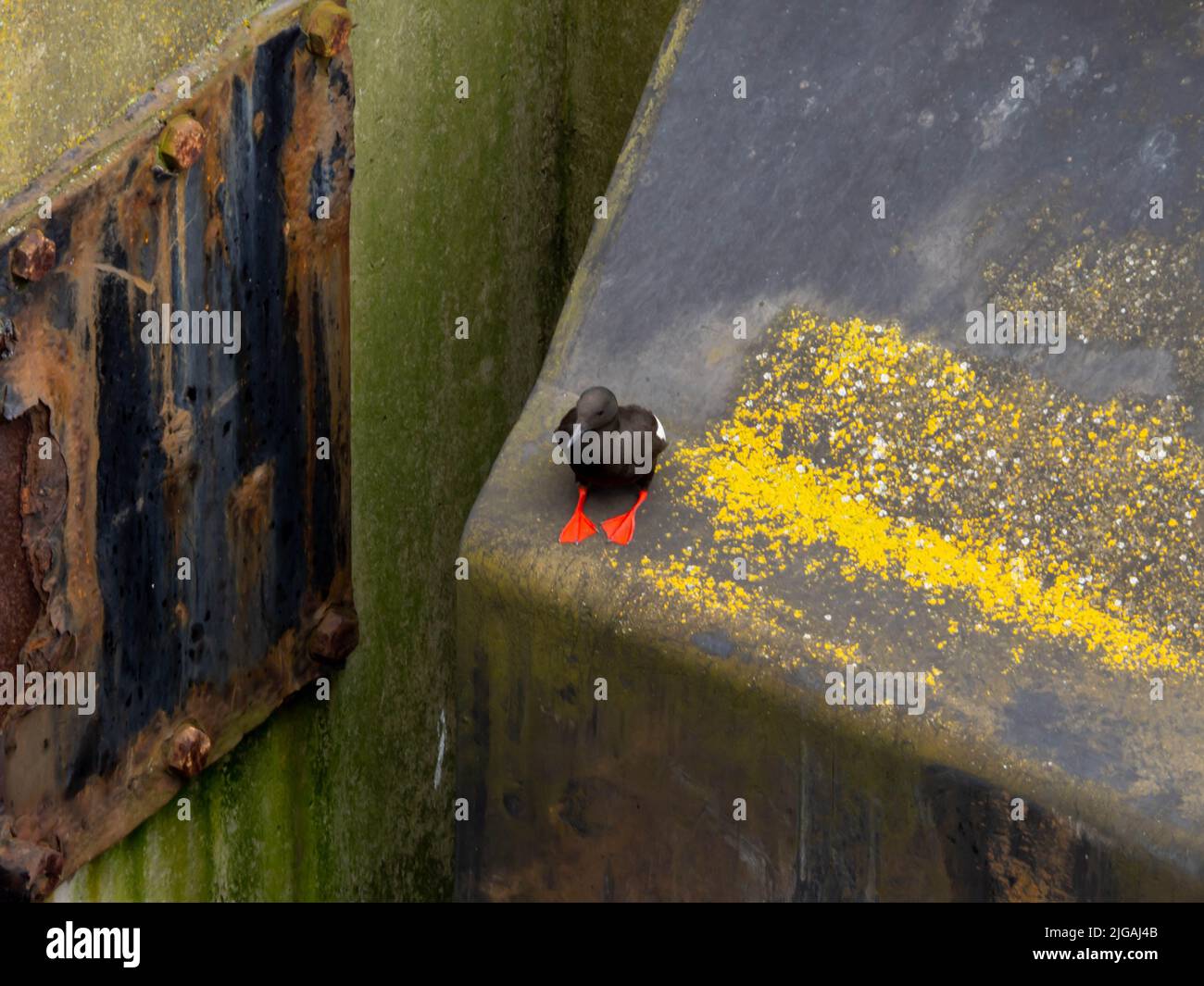 Black Guillemot oder Typie im Hafen von Belfast Stockfoto