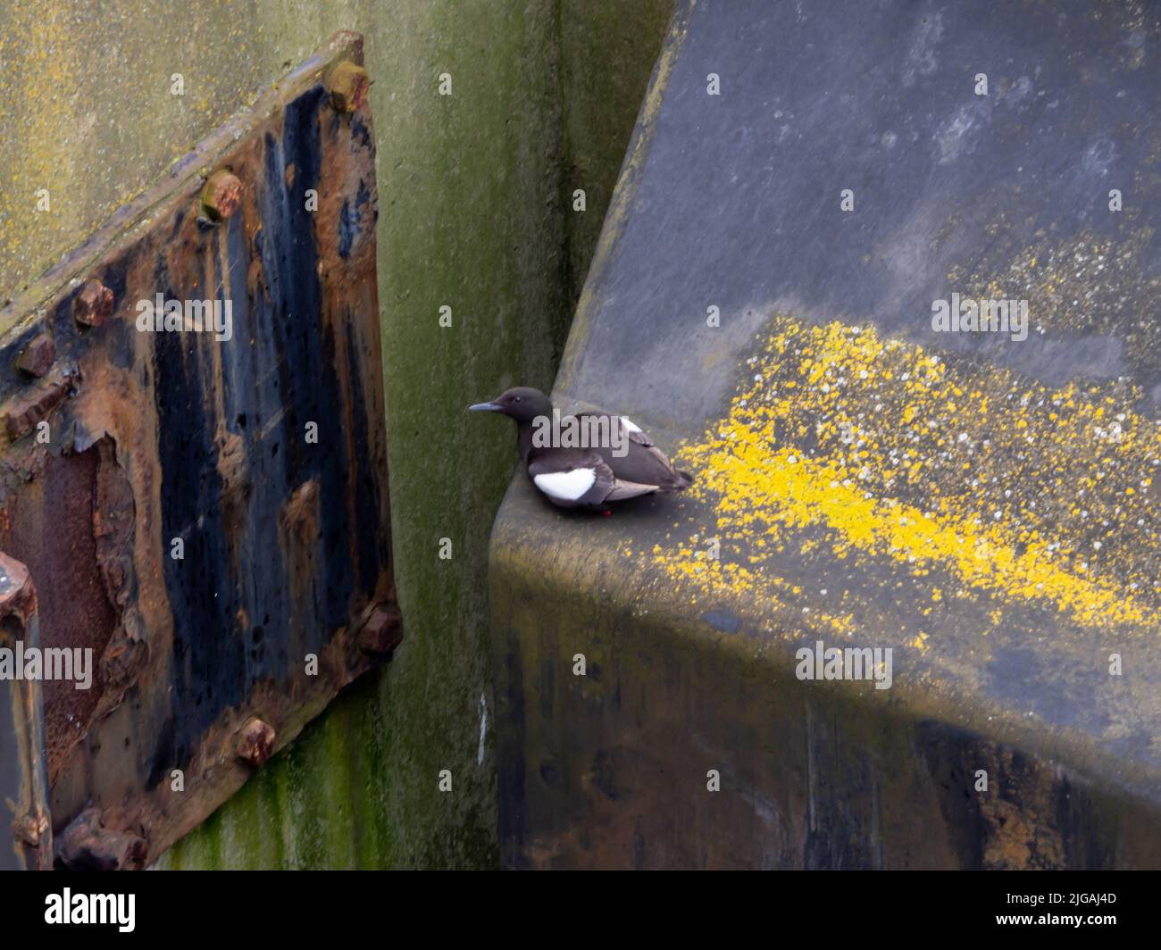 Black Guillemot oder Typie im Hafen von Belfast Stockfoto