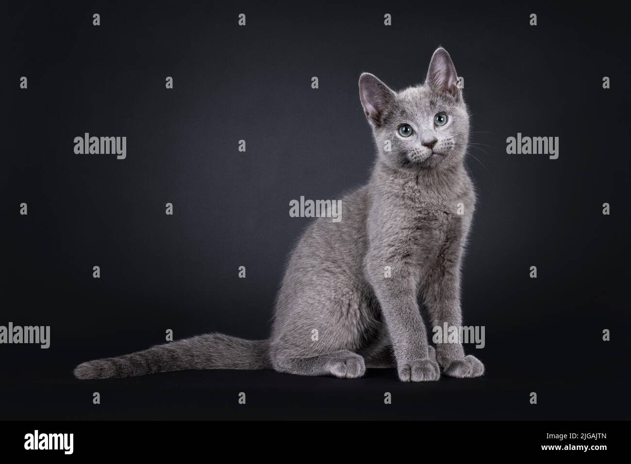 Ausgezeichnete russische blaue Katze Kätzchen, sitzen nebeneinander Wege. Blick auf die Kamera mit grünen Augen. Isoliert auf schwarzem Hintergrund. Stockfoto