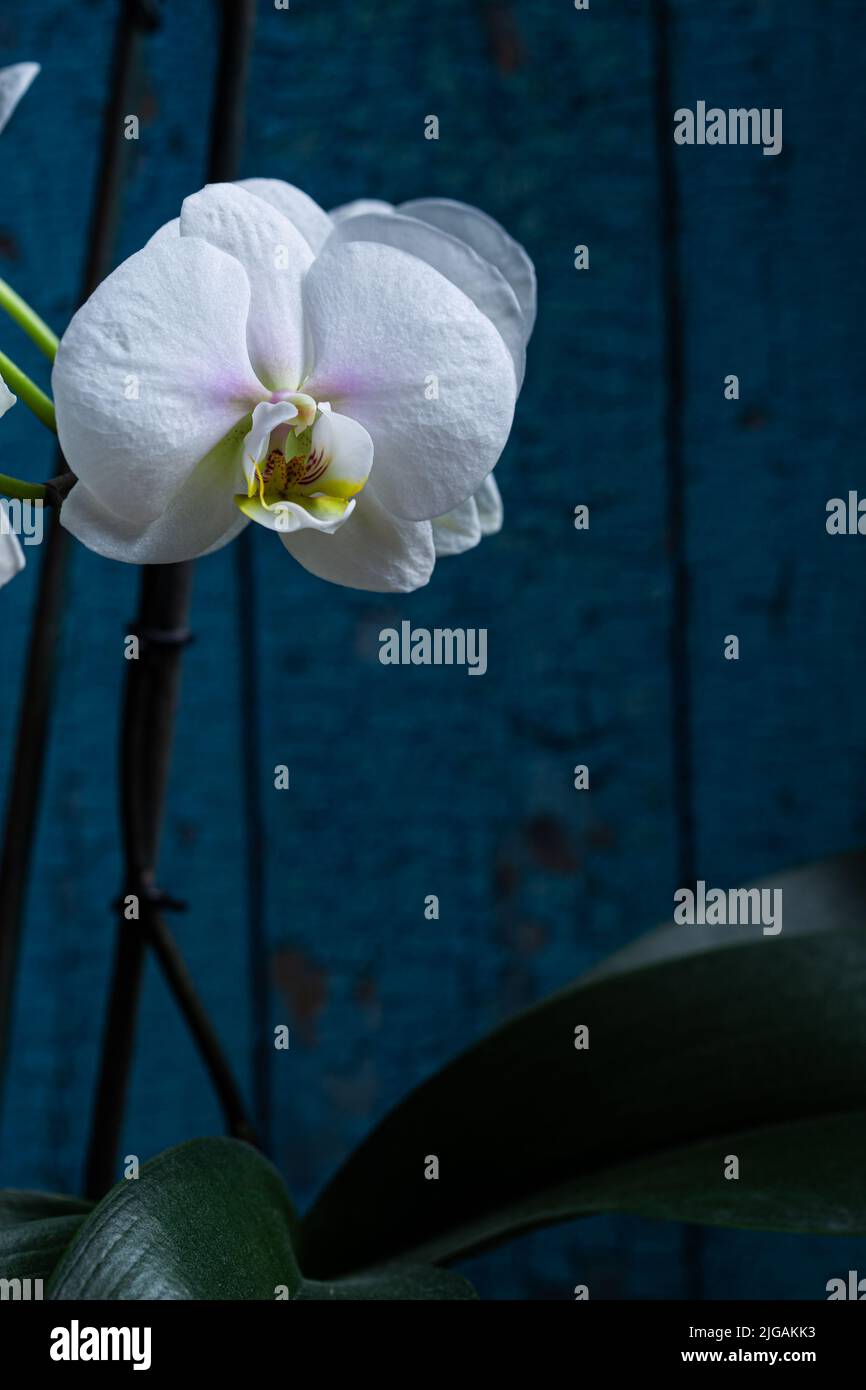 Weiße Orchideenblume in der Blüte Nahaufnahme noch auf einem blauen Hintergrund Stockfoto