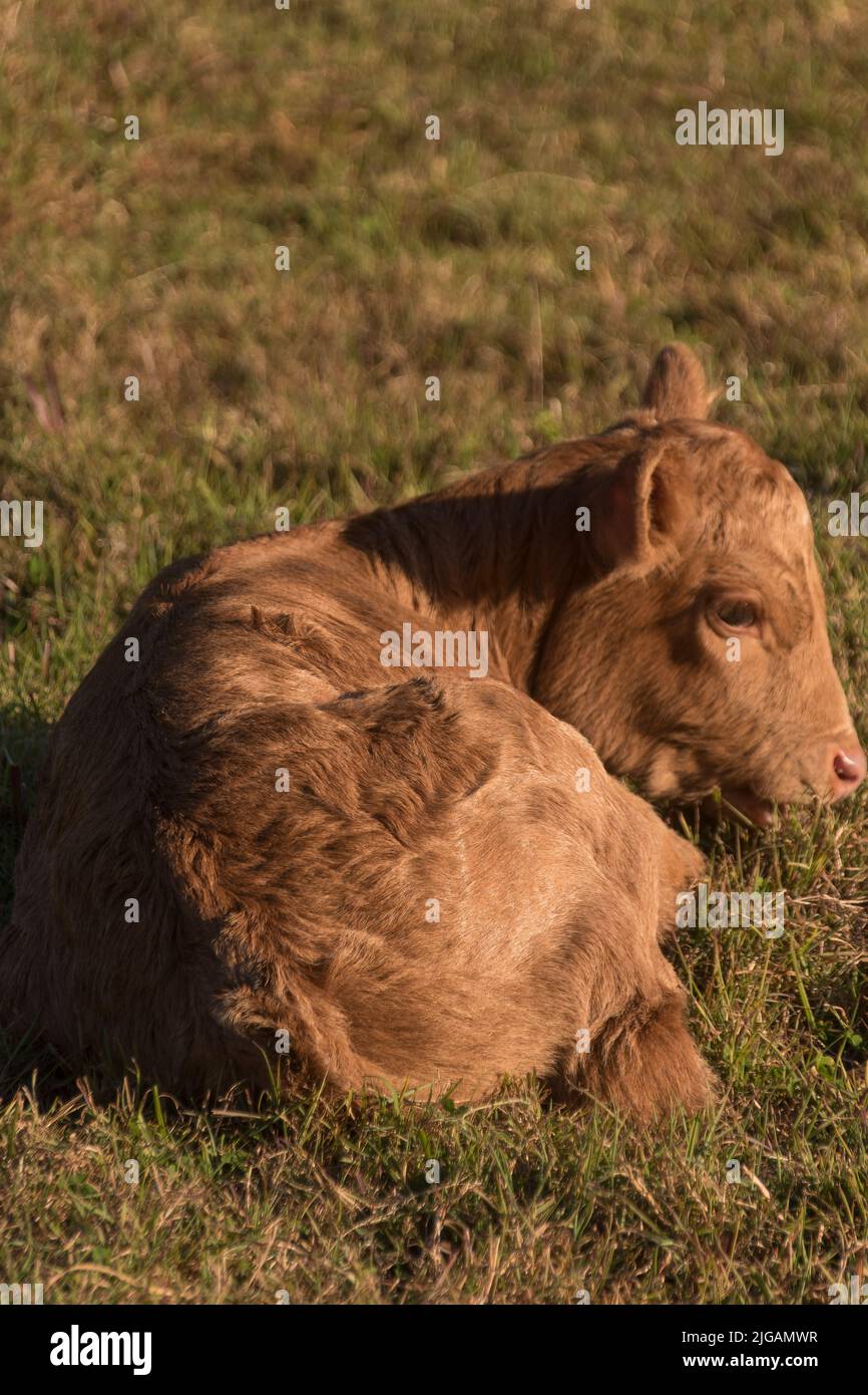 Neugeborenes braunes Kalb, weniger als eine Woche alt, liegt auf einem Grasfeld in Queensland, Australien. Vieh, Viehbestand, Landwirtschaft. Stockfoto