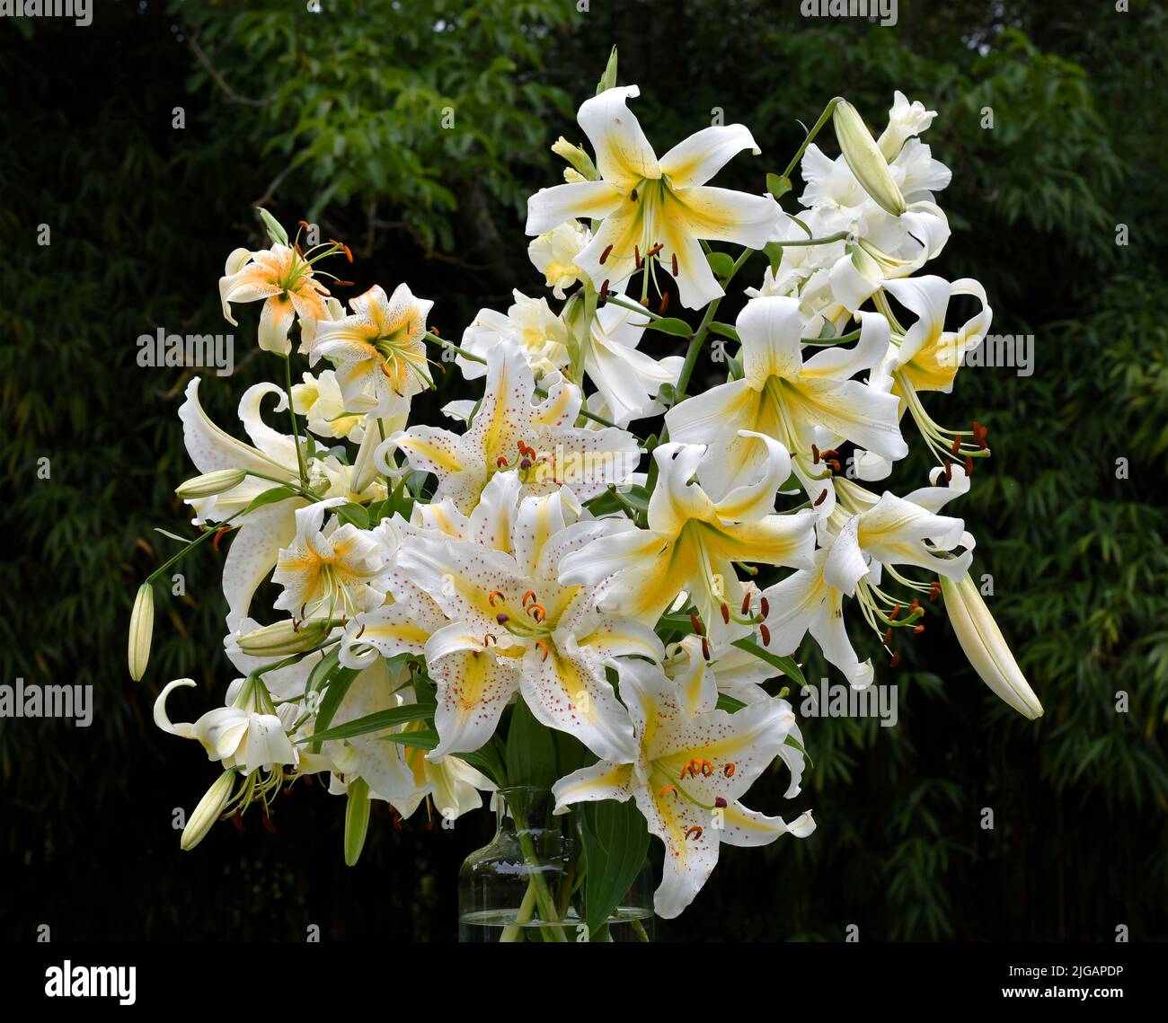 Bouquet de lys jaunes et oranges Auratum, Mister Cas, Lady Alice et glaïeuls (jardin du ruisseau de l'église 2022) Stockfoto