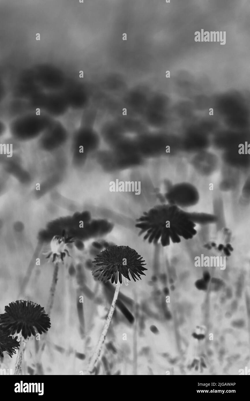 Ein Feld von vielen wilden Delackenblumen in voller Blüte in schwarz-weißem Filmnegativ. Stockfoto