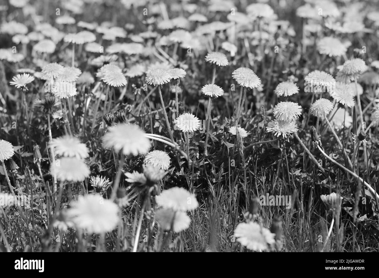 Ein Feld mit vielen wilden, in Schwarz und Weiß blühenden Delaionblüten. Stockfoto