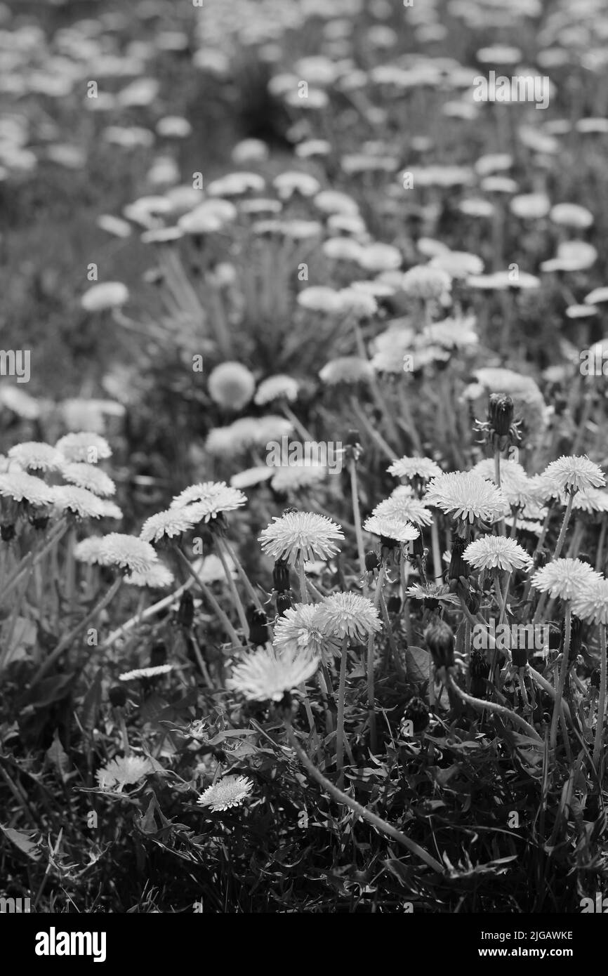 Ein Feld mit vielen wilden, in Schwarz und Weiß blühenden Delaionblüten. Stockfoto