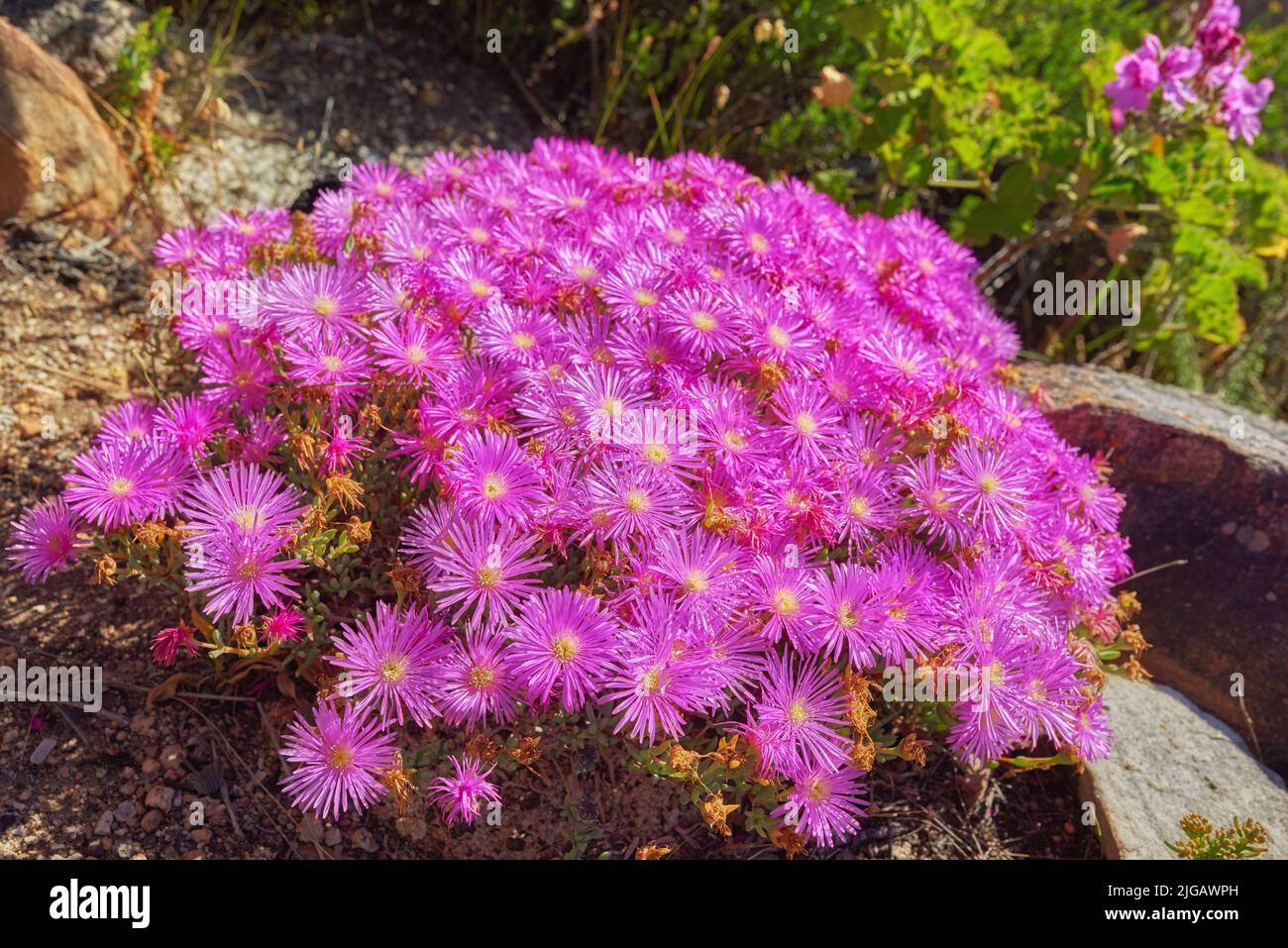 Nahaufnahme von rosa Blumen an einem blühenden Frühlingstag. Wilde Bergblume in Südafrika genannt Ice Plant (in latein Lampranthus spectabills).Plant Stockfoto