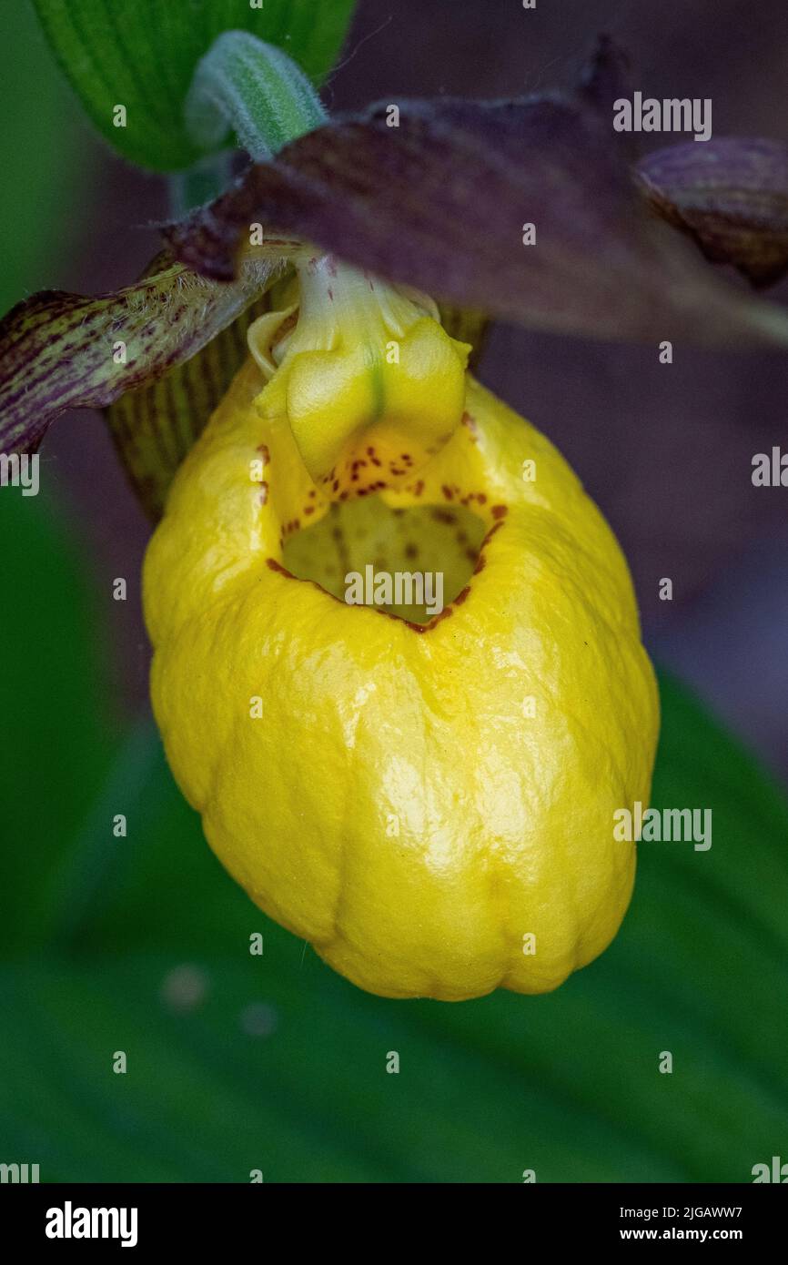 Der gelbe Lady Slipper ist eine kurze, blühende Frühlingswildblume, die im Überfluss in Door County Wisconsin zu finden ist. Stockfoto