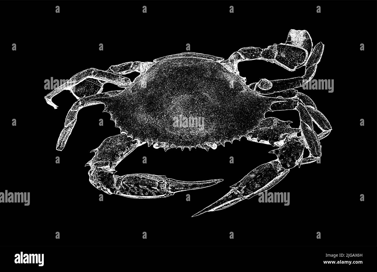 Seekrabbe auf isoliertem schwarzem Hintergrund. Vektorgrafik. Stock Vektor