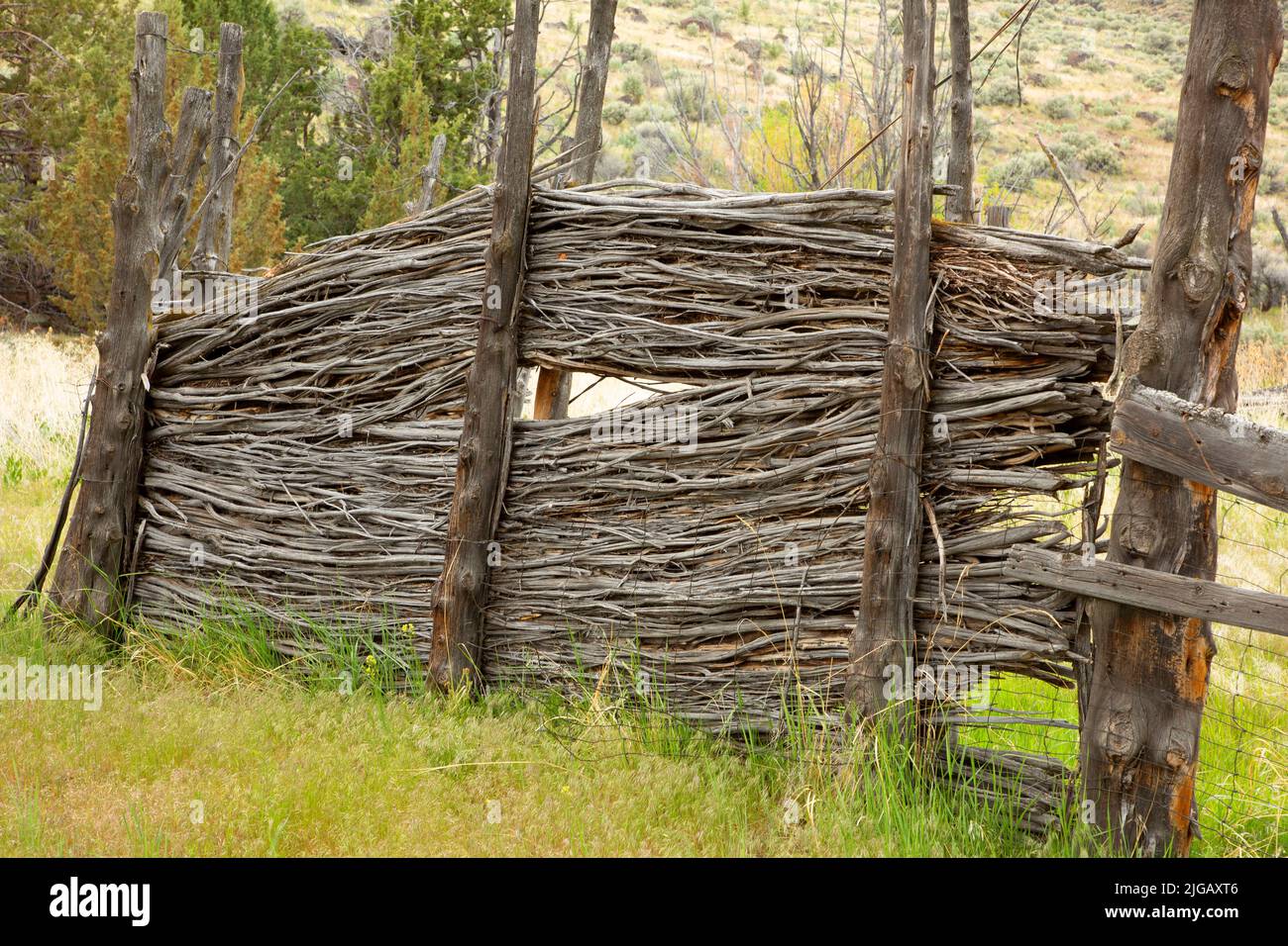 Weidenzaun am Barnes Springs Fußweg, Malheur National Wildlife Refuge, Oregon Stockfoto