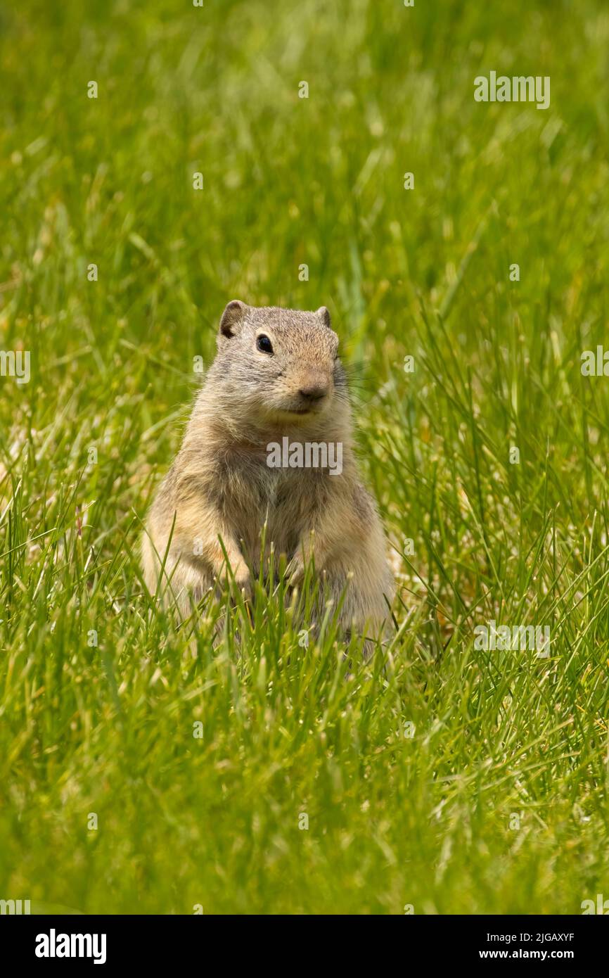 Ground Squirrel, Malheur National Wildlife Refuge, Oregon Stockfoto