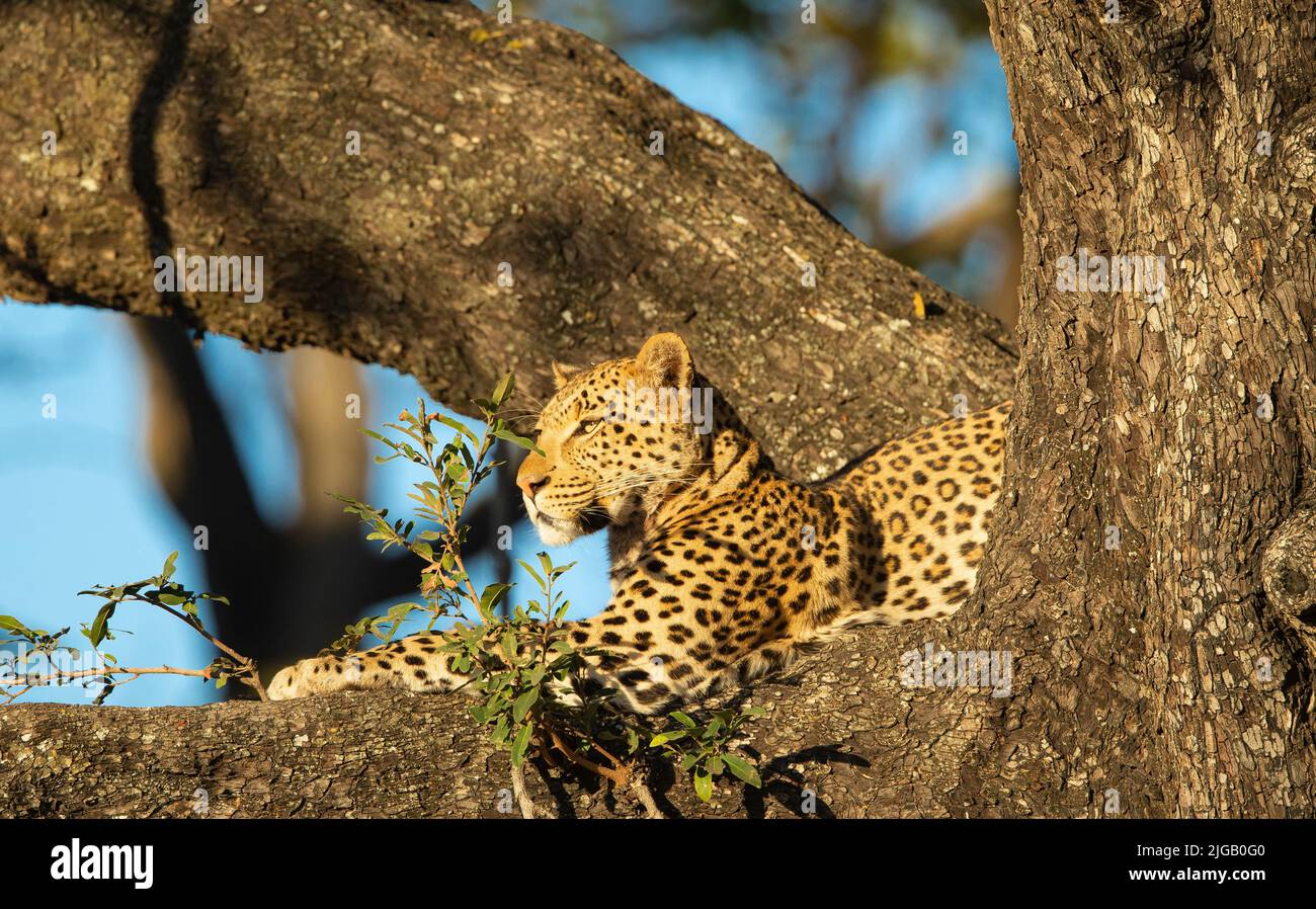 Leoparden (Panthera Pardus) ruht in einem Baum Stockfoto