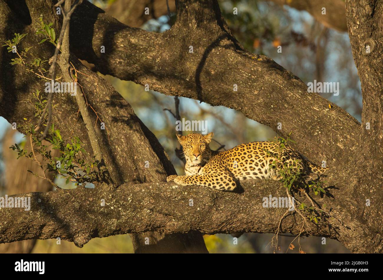 Leoparden (Panthera Pardus) ruht in einem Baum Stockfoto