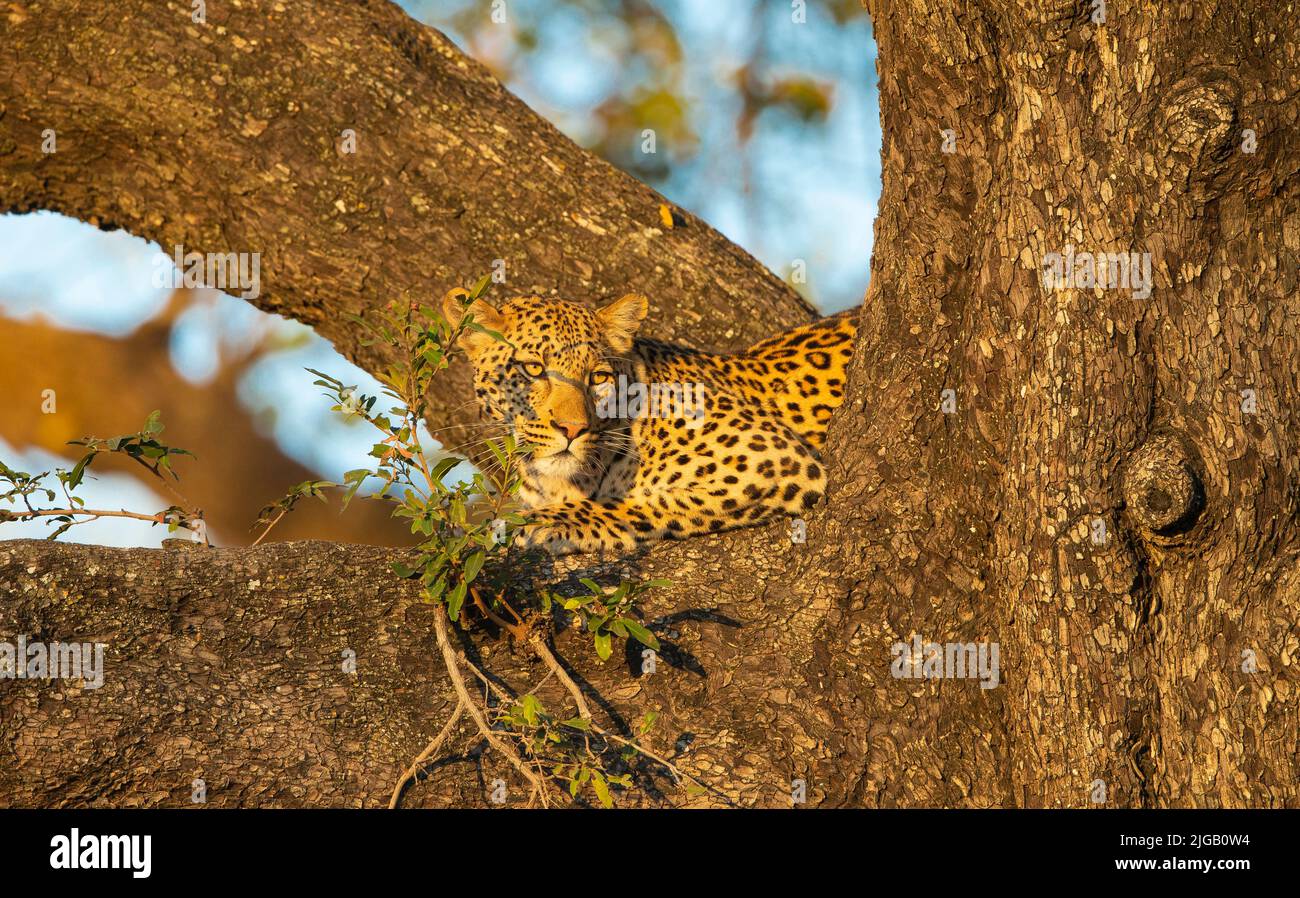 Leoparden (Panthera Pardus) ruht in einem Baum Stockfoto