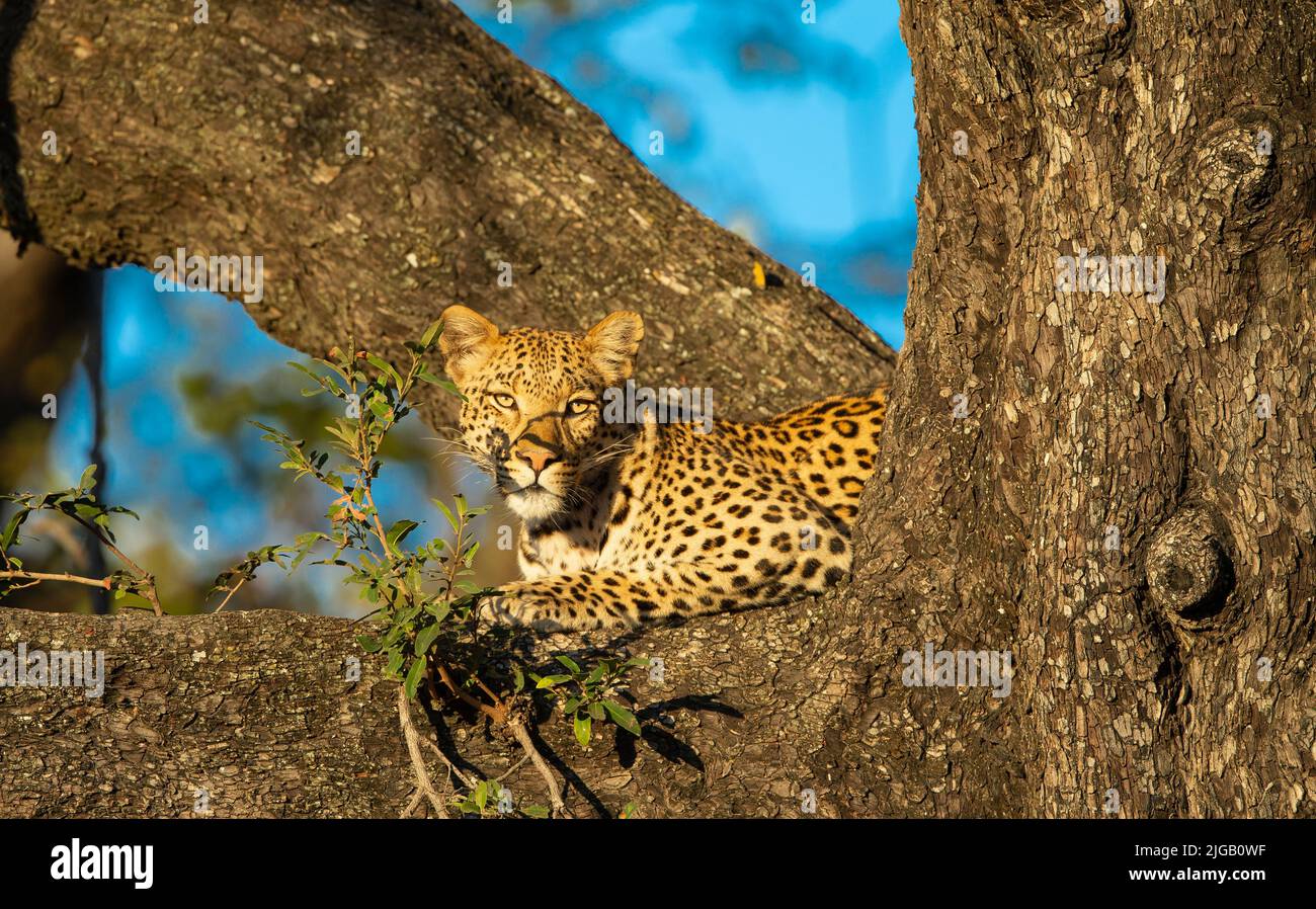 Leoparden (Panthera Pardus) ruht in einem Baum Stockfoto