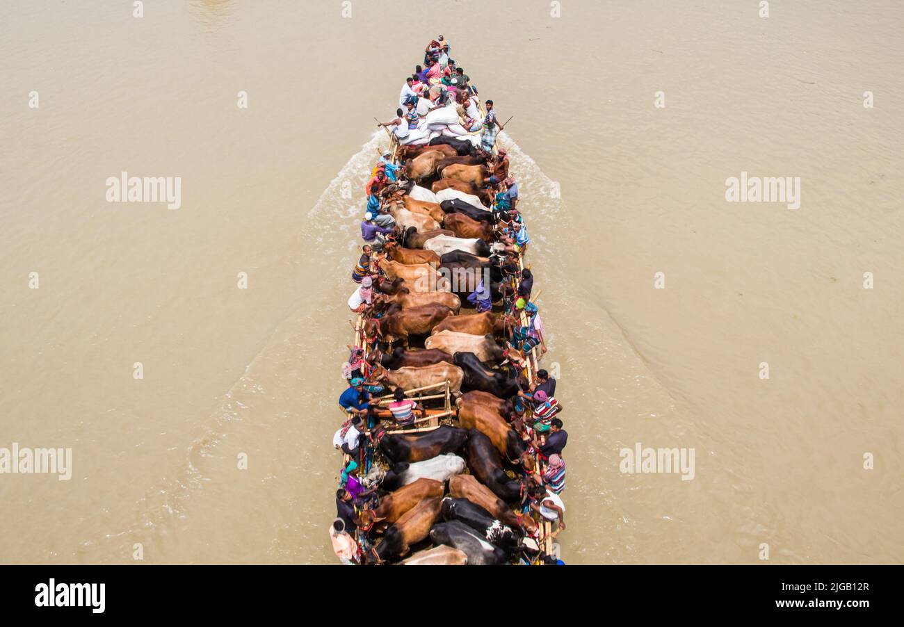 Viele Kühe kommen aus verschiedenen Bezirken von Bangladesch nach Dhaka Stadt mit dem Boot vor Eid-al Adha, Dieses Fest der muslimischen Menschen opfern Kühe und Stockfoto