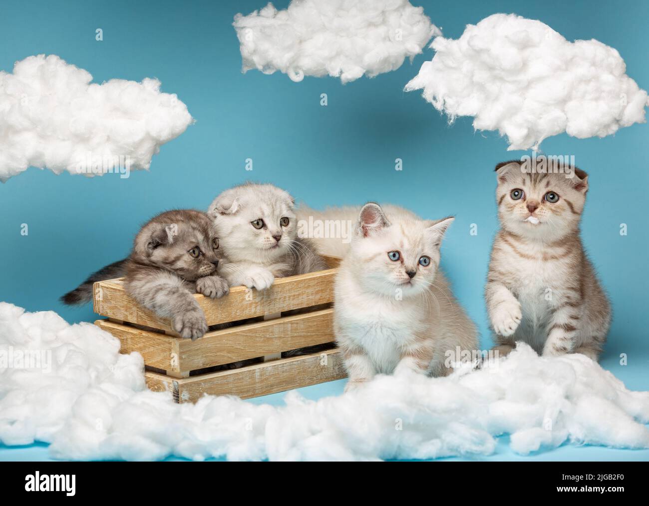 Kleine schottische Kätzchen in verschiedenen Farben sitzen in einer Holzkiste und daneben auf blauem Hintergrund. Katzen sitzen zwischen Baumwollwolken, und eine Katze sogar Stockfoto