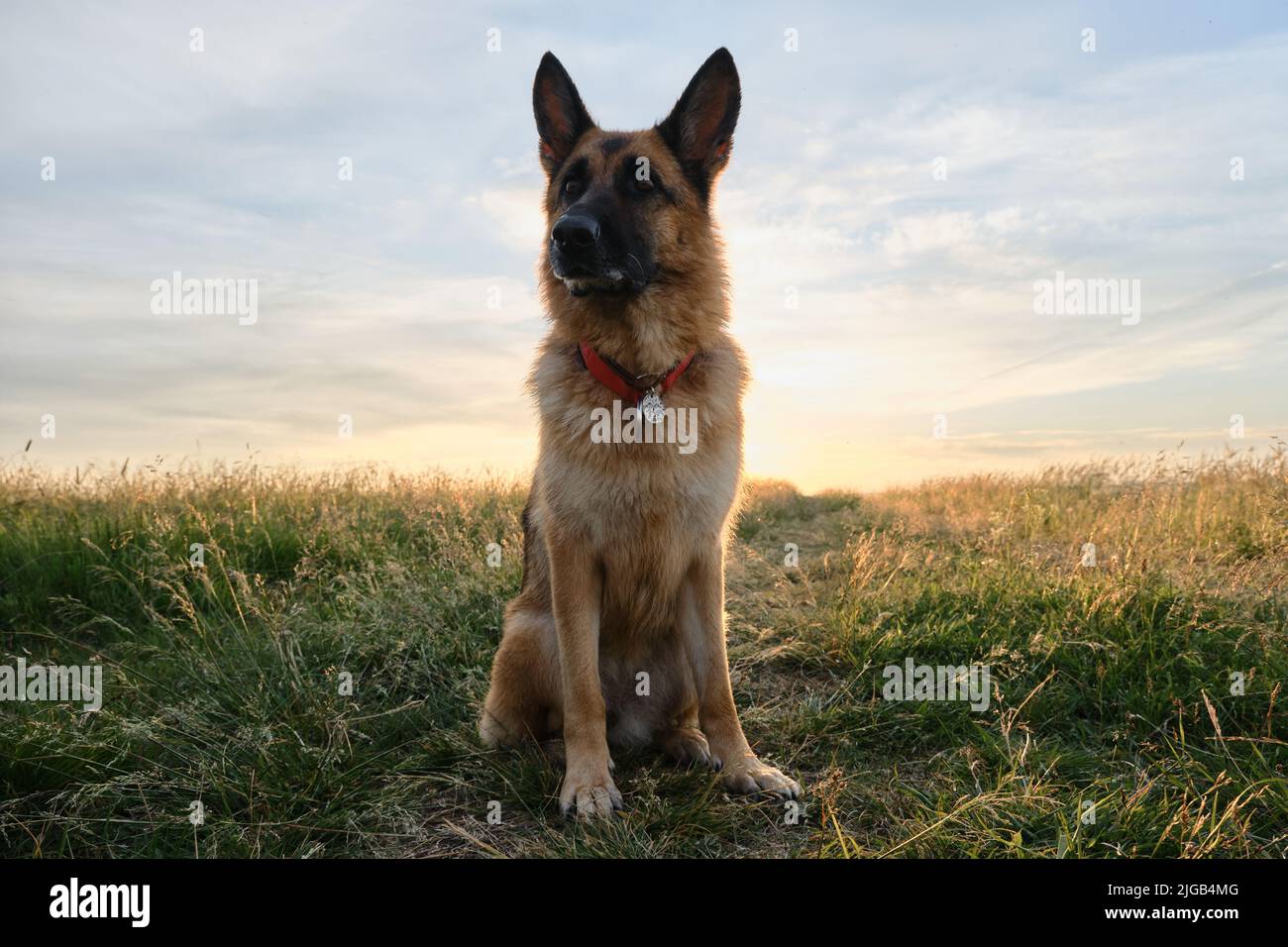 Porträt des Schäferhundes sitzt im grünen Gras vor dem Hintergrund der hellen sonnenbeschienenen Himmel. Hund auf dem Feld bei Sonnenuntergang. Lustig geballte Schnauze schaut hinein Stockfoto