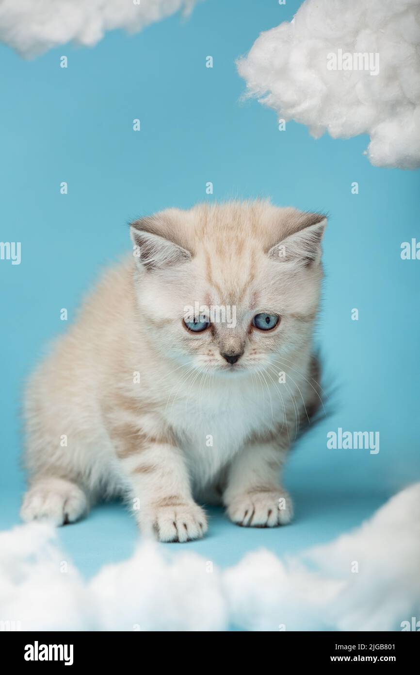 Nahaufnahme eines verängstigten schottischen Kätzchens mit blauen Augen, das auf einem blauen Hintergrund zwischen weißen Wolken sitzt und nach unten schaut. Haustiere, Tiere und Katzen verdr Stockfoto